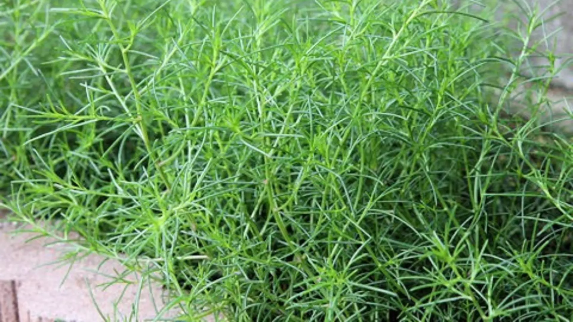 Salsola