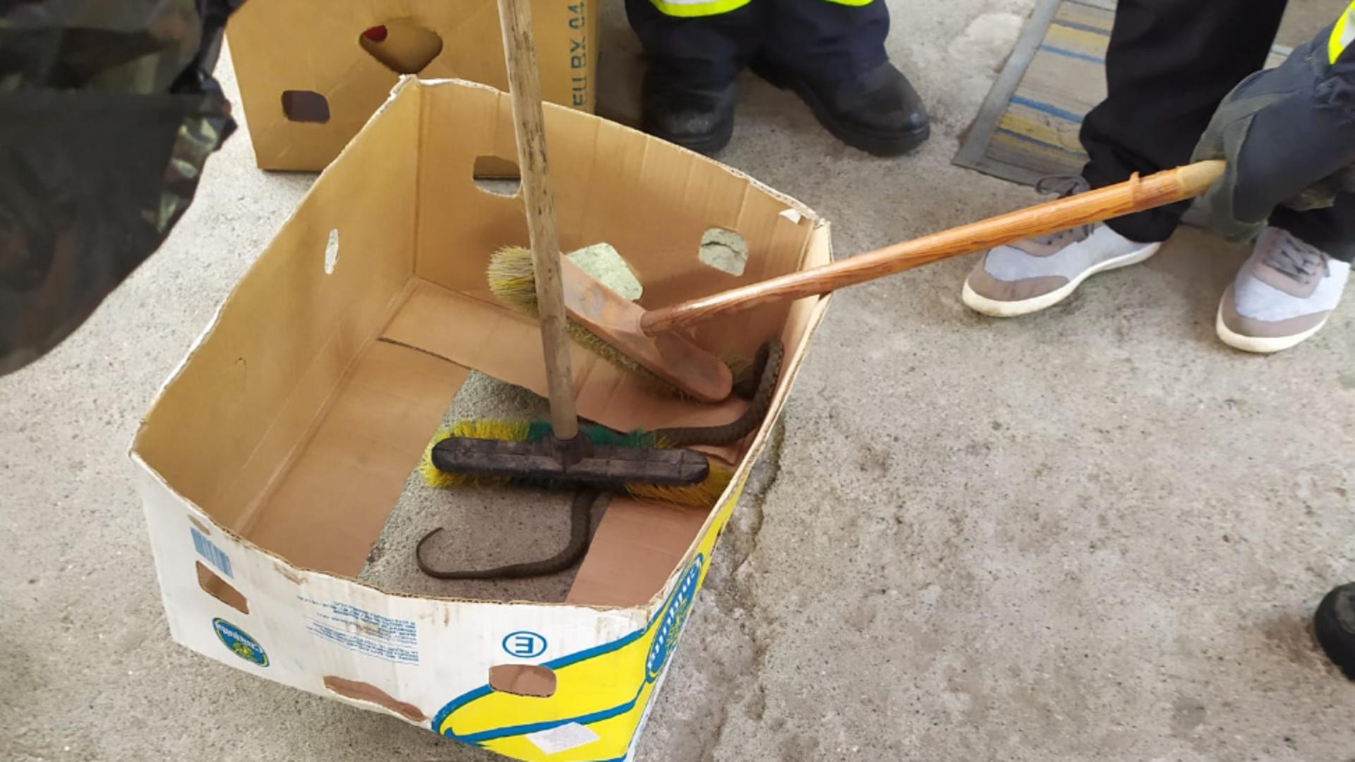 Un șarpe a fost găsit pe rafturile cu legume de la un magazin. Foto/stirineamt.ro