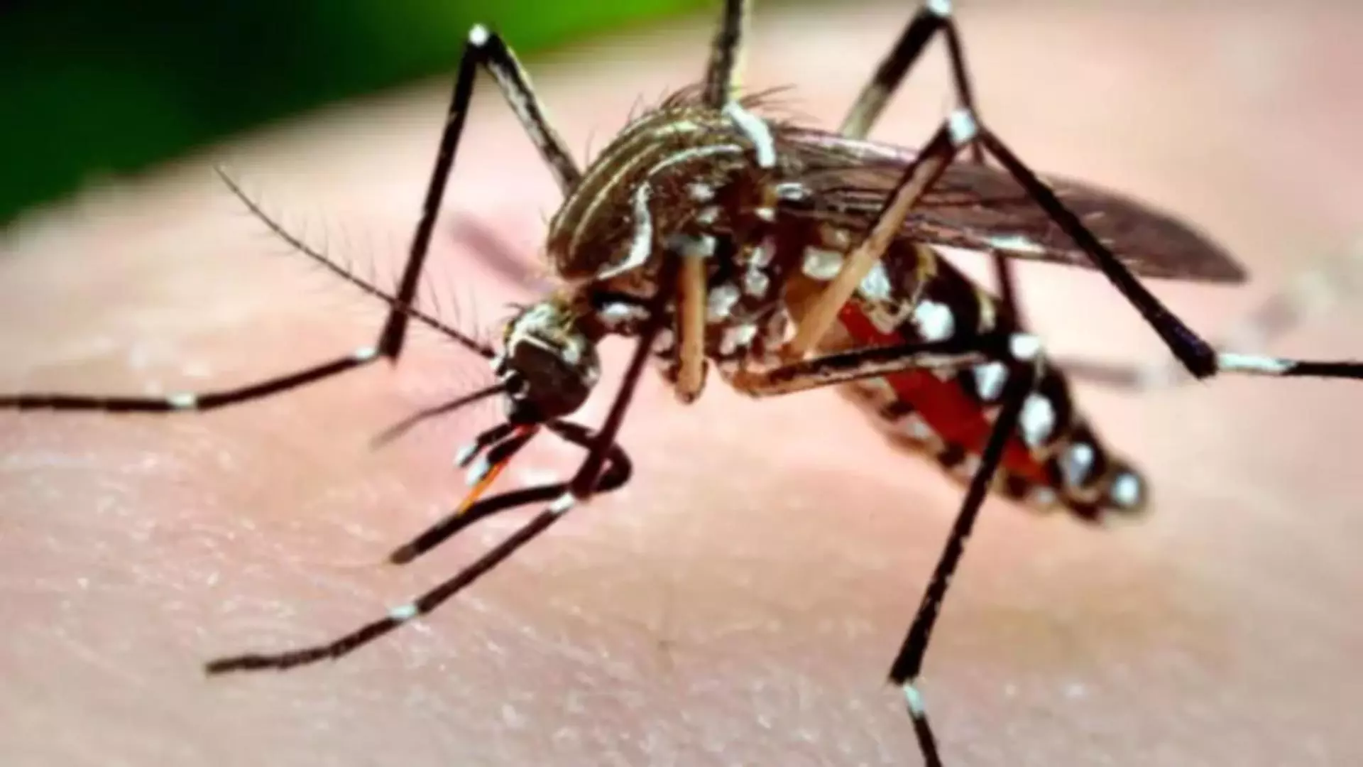 Alertă West Nile