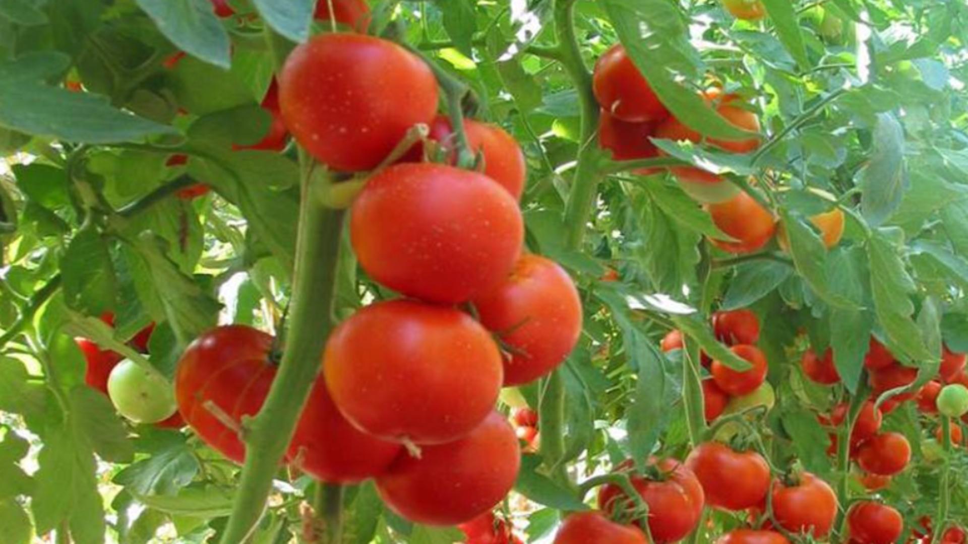 Programul tomata. A început numărătoarea inversă pentru legumicultorii care vor să obțină bani de la stat