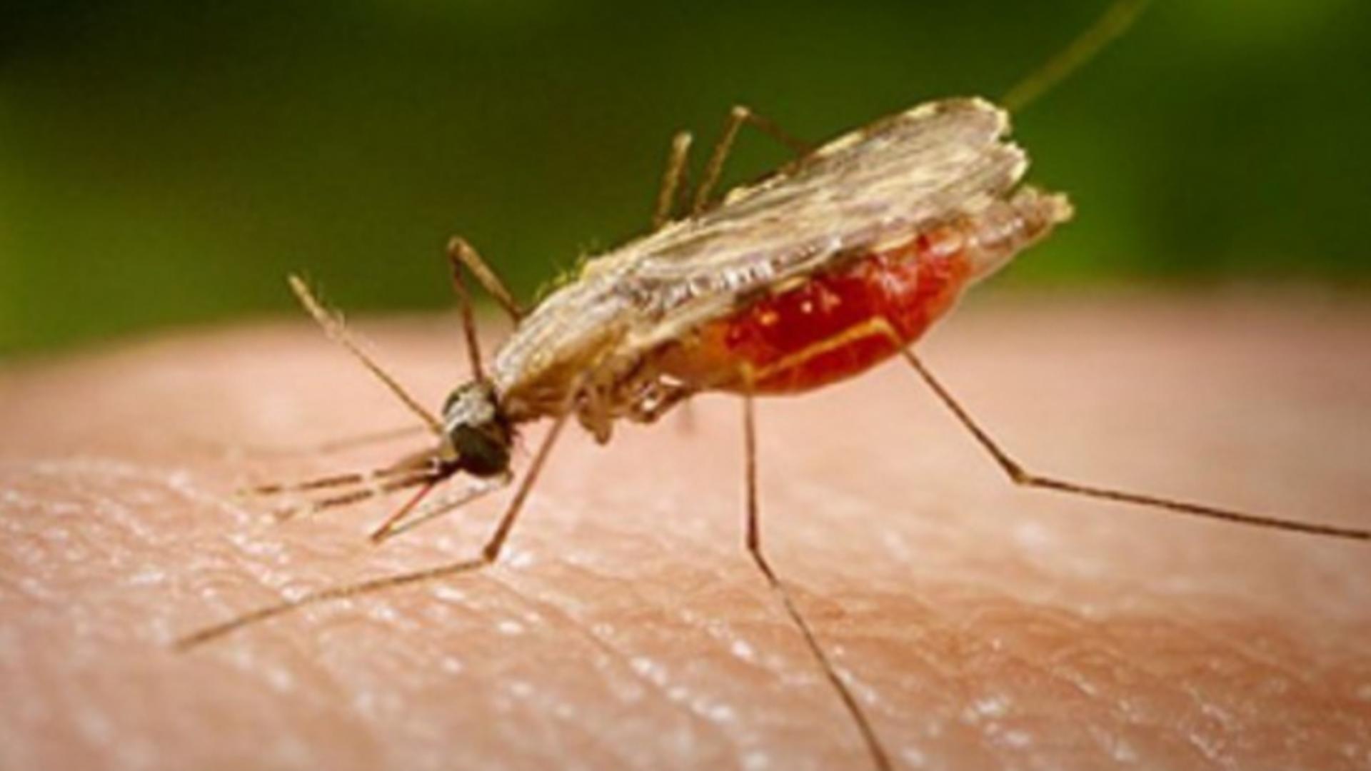 De ce țânțarii te pișcă de picioare