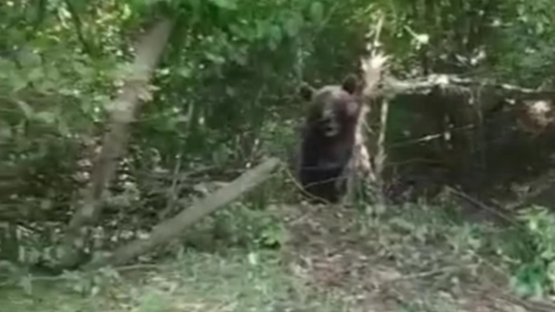Un urs a rămas prins într-un gard de sârmă, într-o comună din județul Neamț