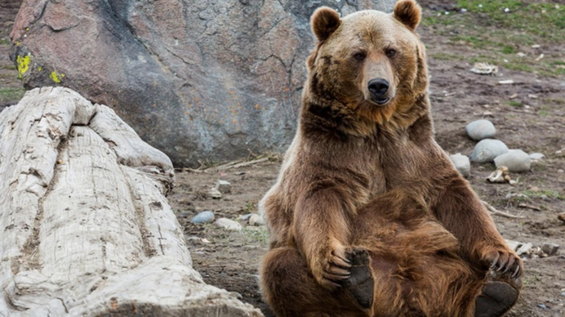 Покажи мишку. Гризли североамериканский бурый медведь. Американский медведь Гризли. Медведь Гризли в Канаде. Новосибирский зоопарк бурый медведь.