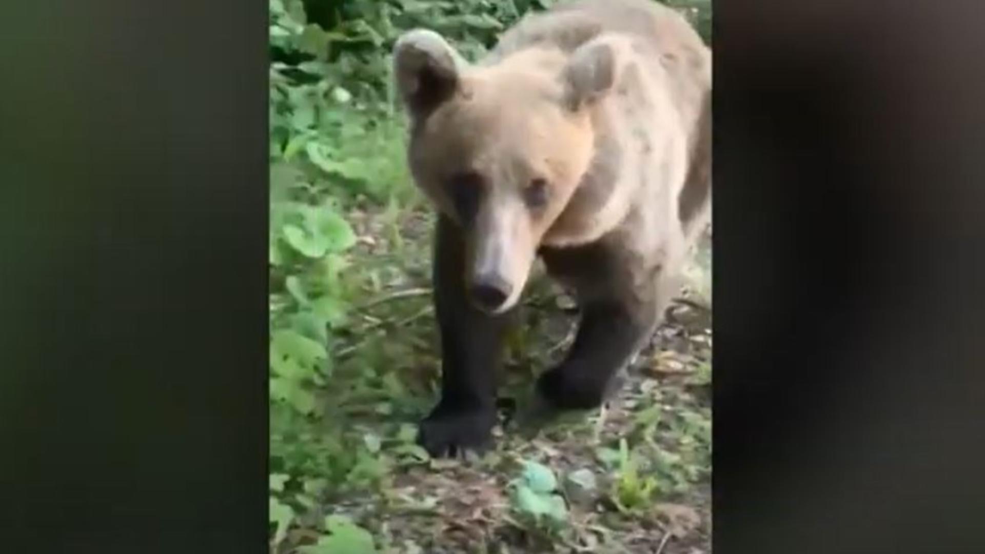 Atacul unui urs