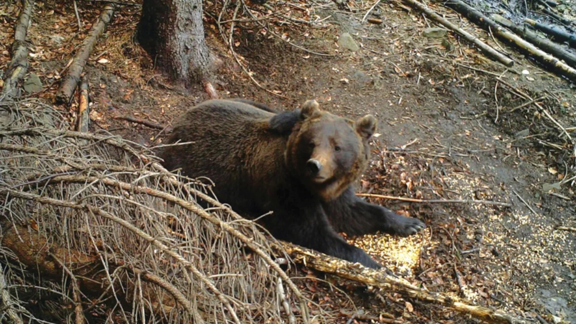 Un sat din Argeş, terorizat de urşi: zeci de animale sfâştiate