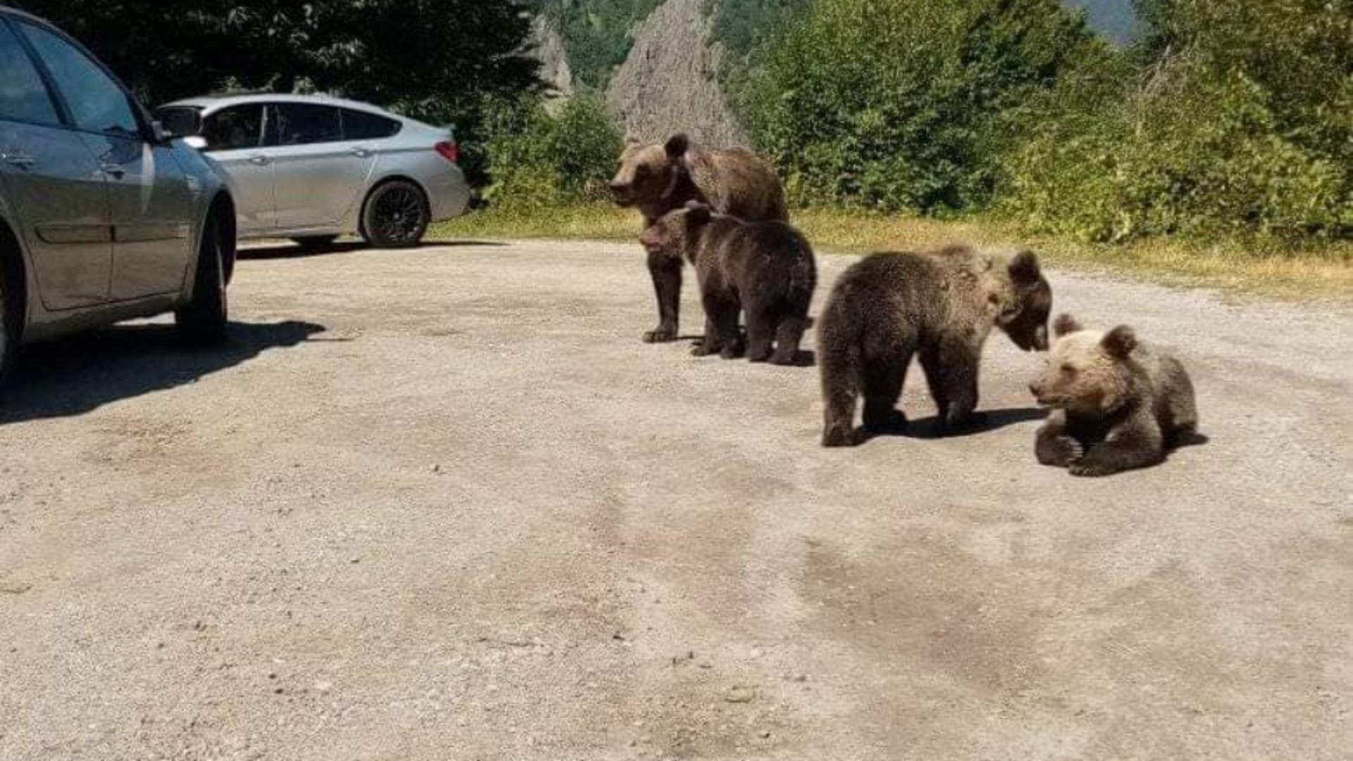 Urșii nu se mai sfiesc deloc de turiști. Foto/Jandarmeria Argeș