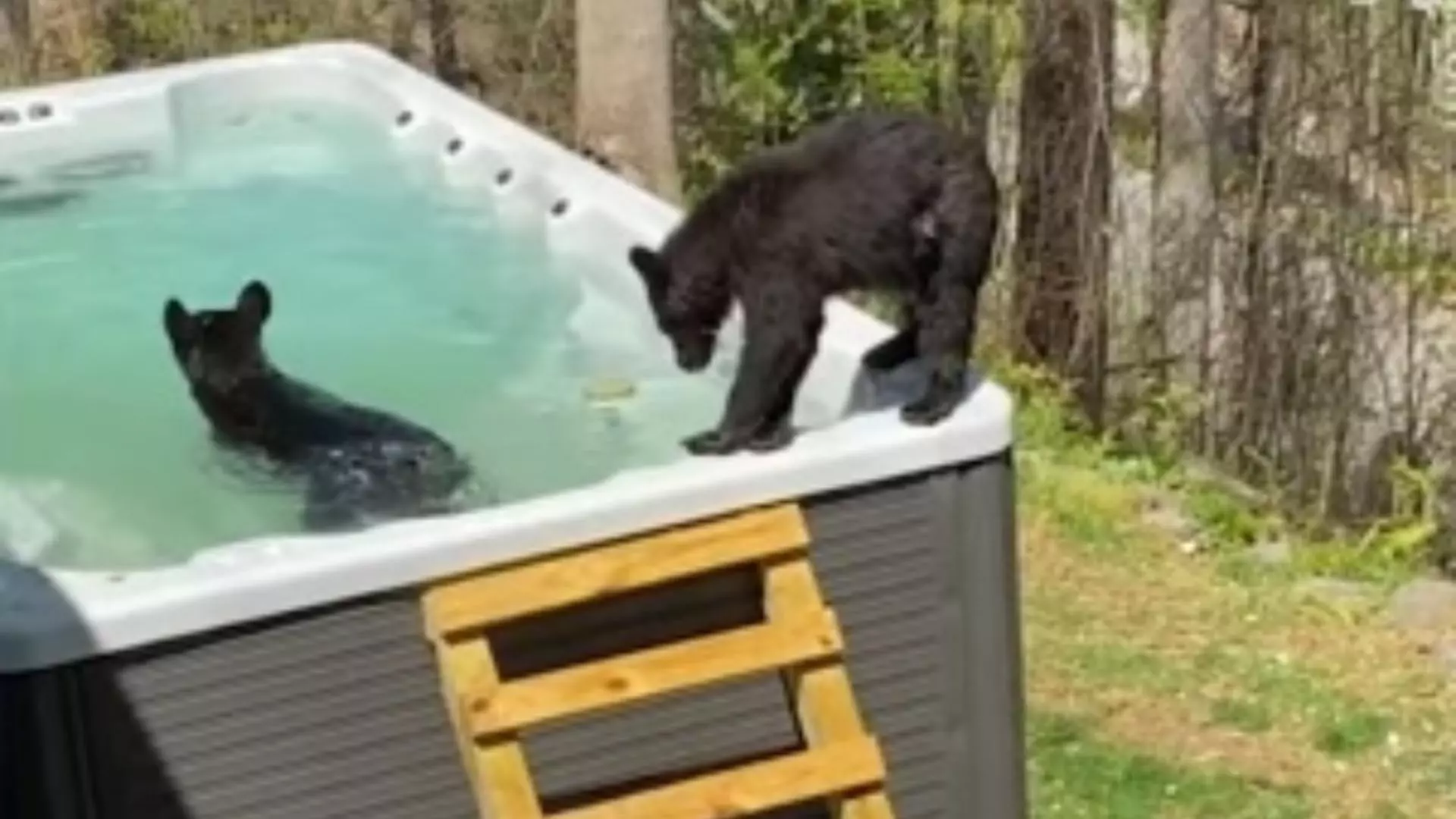 O familie de 5 urși se relaxează cu o baie în... piscină, la munte, în SUA - Imagini inedite