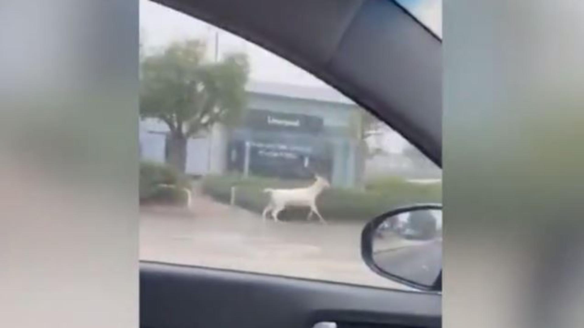 Poliția a ucis, din precauție, un cerb alb care alerga pe străzile unui oraș, în Anglia. Captură video