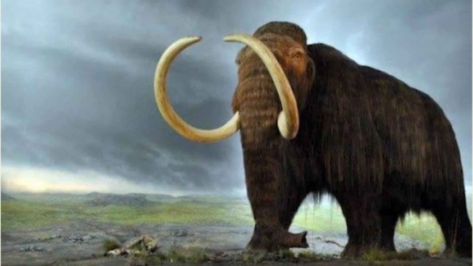 Experiment genetic, mamut readus la viață 