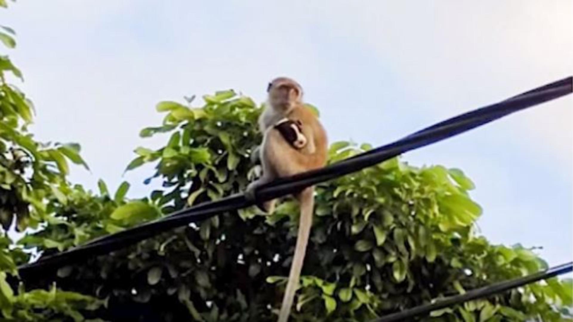 O maimuță a răpit un pui de câine, în Malaezia