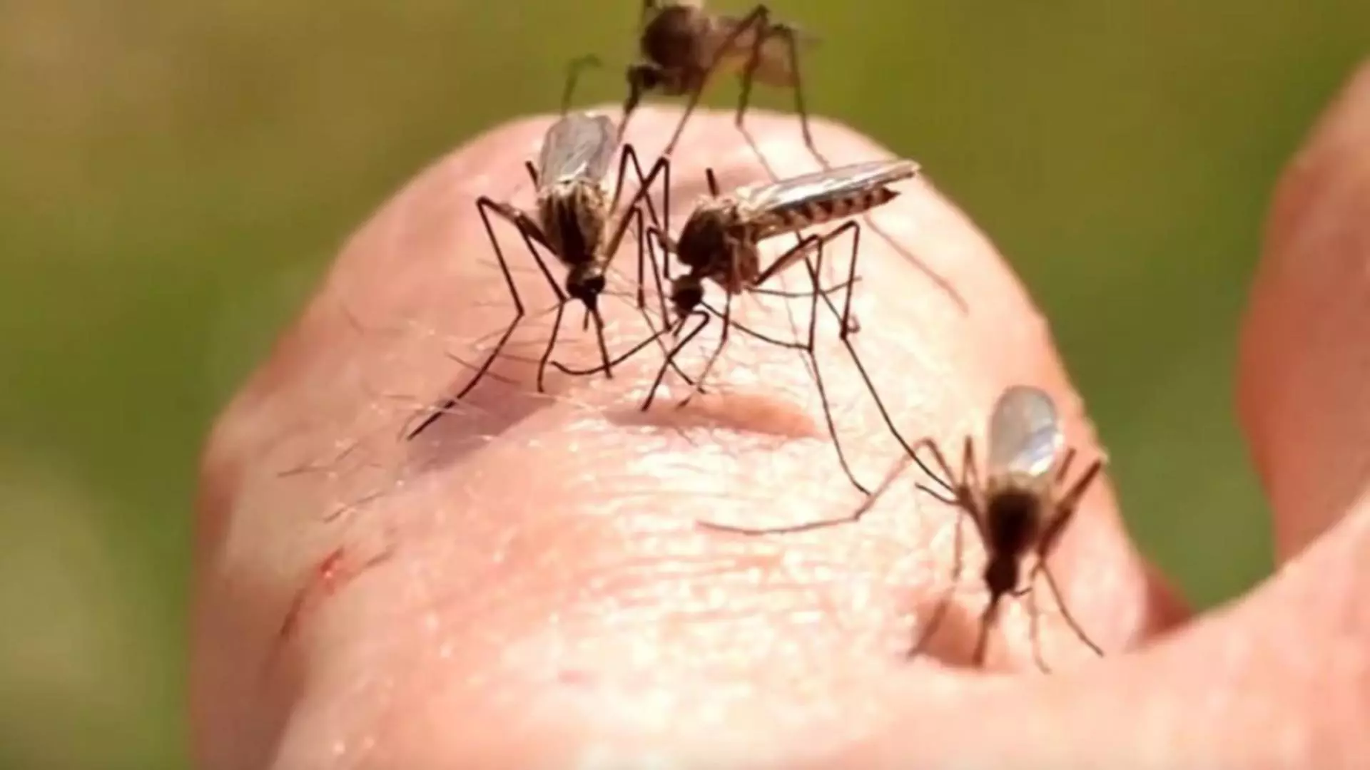 Primul DECES provocat de virusul West Nile în România, în acest an