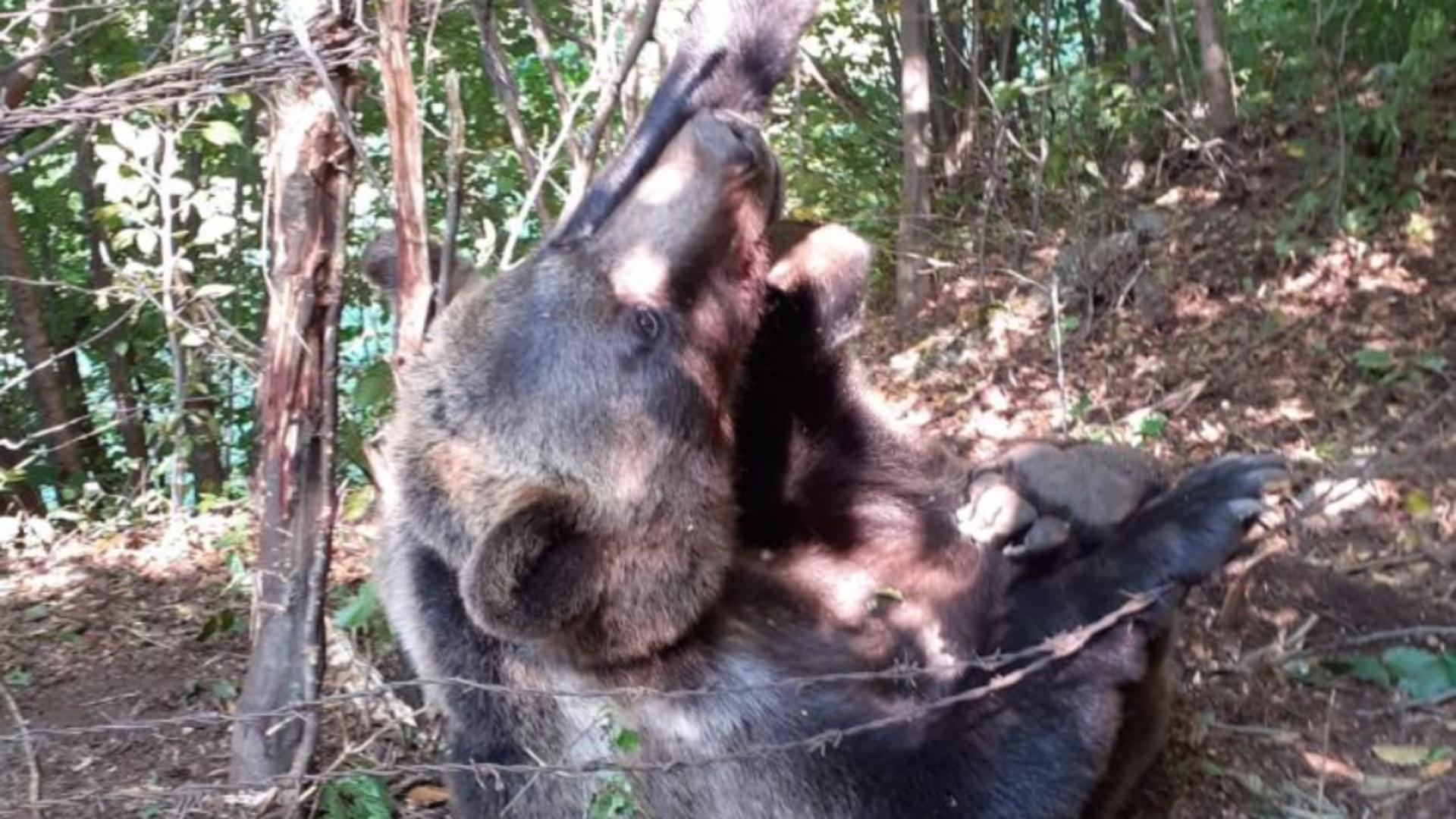 Un urs a suferit 12 ore prins într-un gard de sârmă