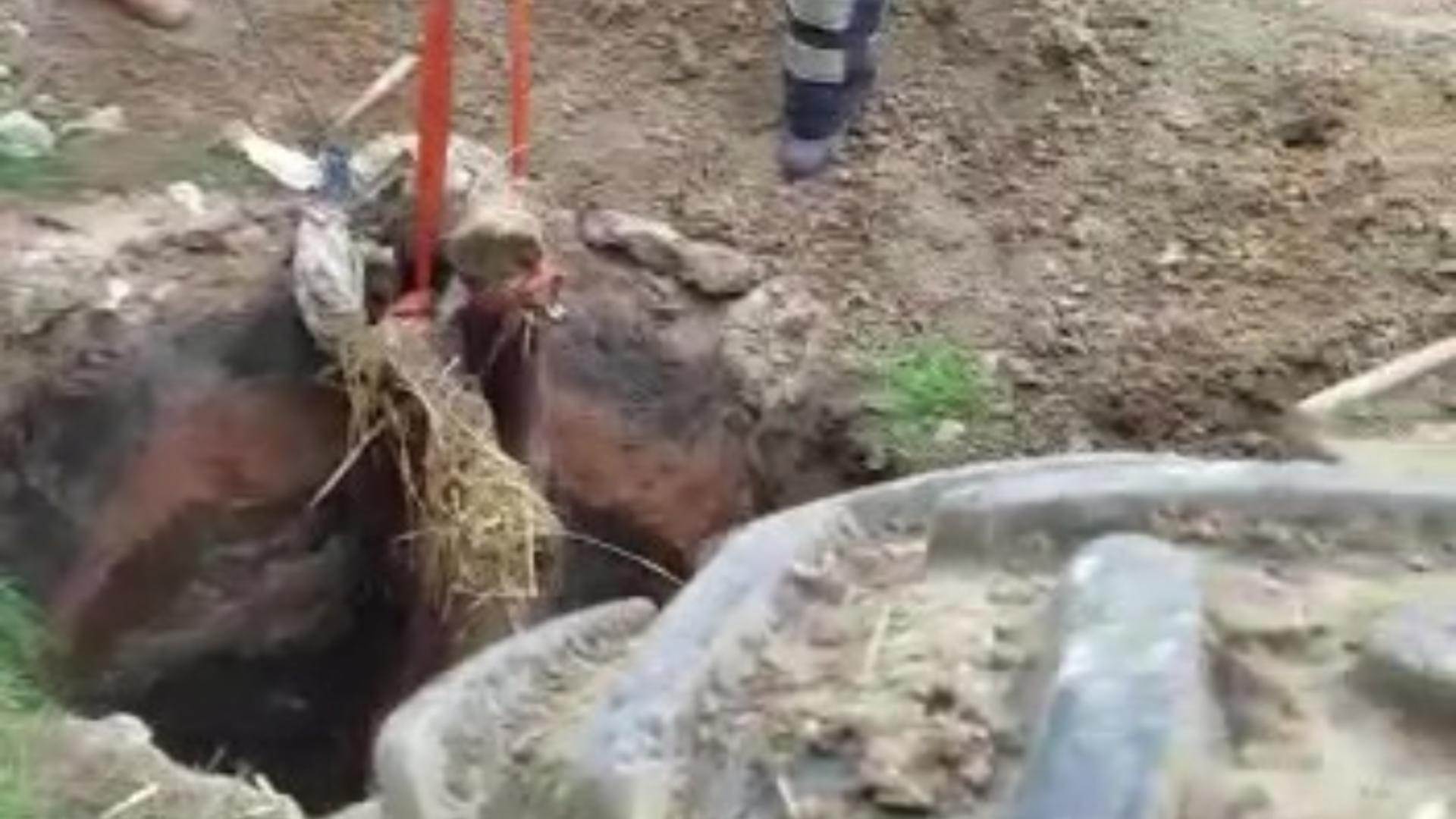 Salvarea spectaculoasă a unui cal căzut într-un puț Foto: ISU Bihor