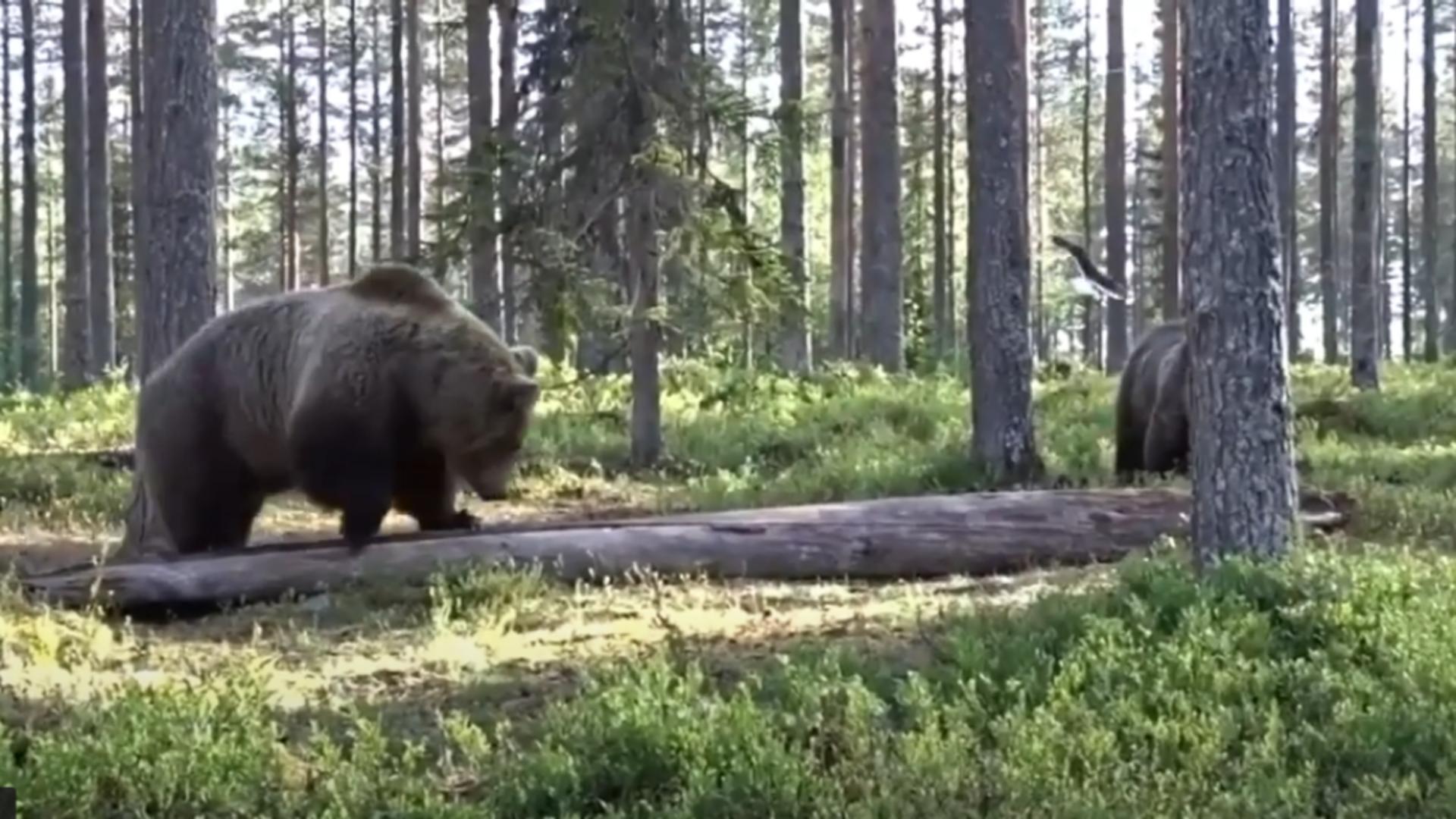 Urși bruni / Captură video