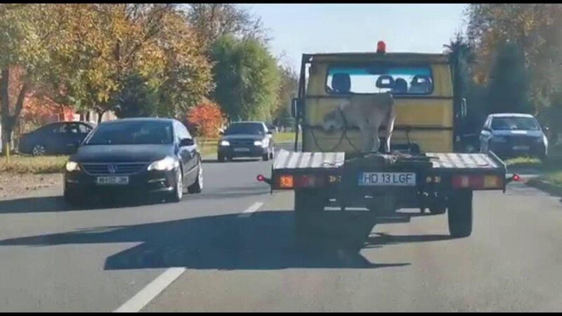 Un câine a fost legat de platforma unei camionete, în Caraș-Severin