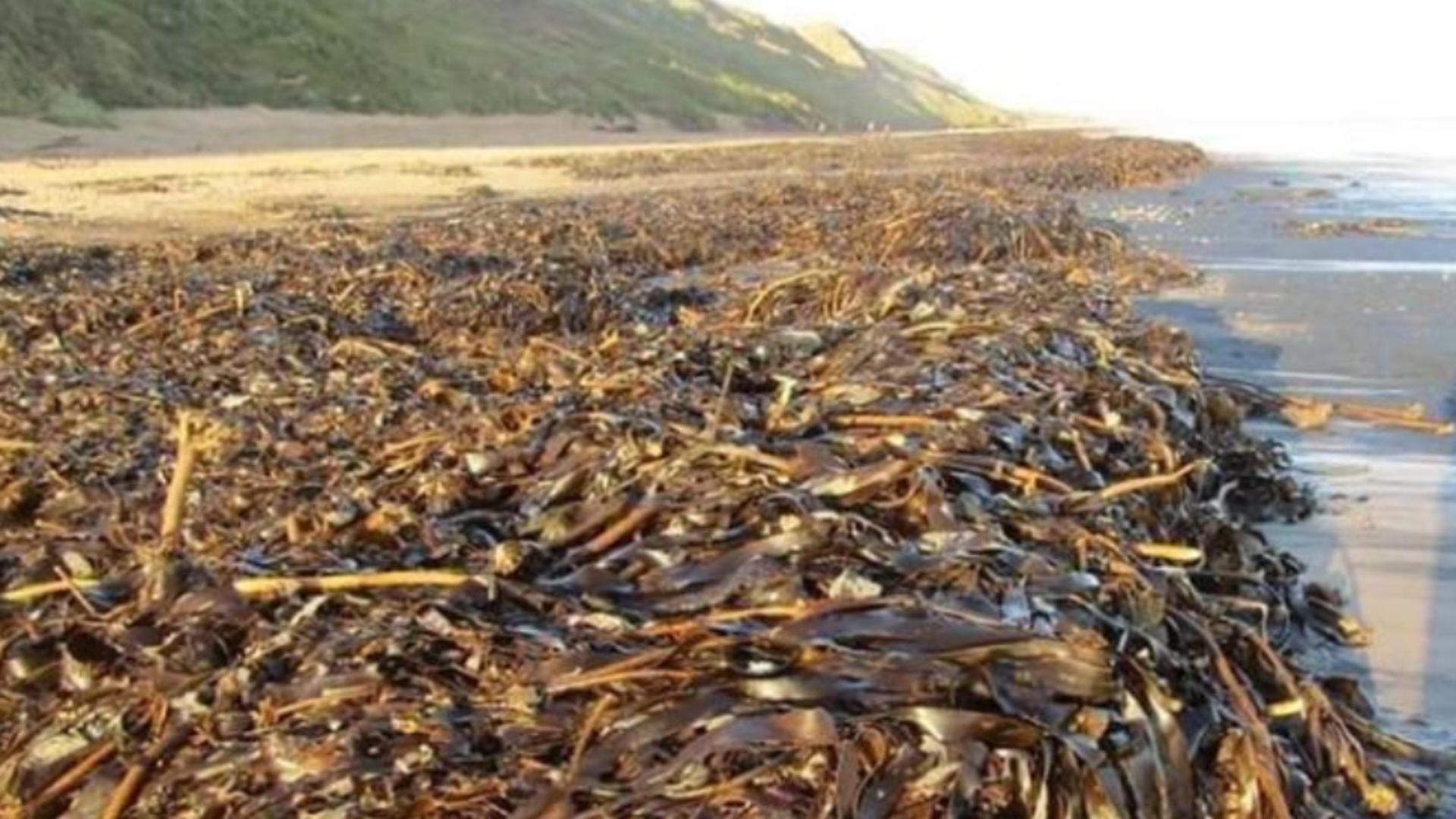 Dezastru în Anglia: MII de creaturi marine moarte pe plaje - Imagini îngrozitoare