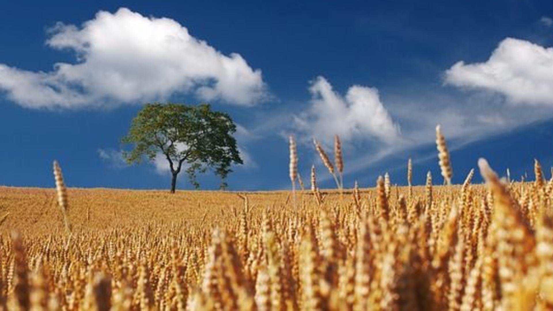 România, pe primul loc pe piața din Egipt, după ce întrece Rusia - Cantități record de grâu vândute în 2021