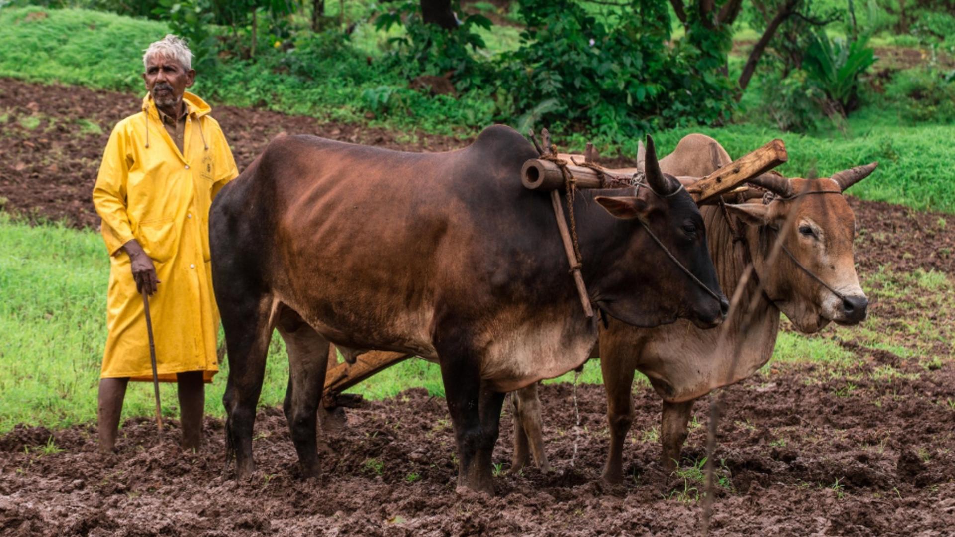 Agricultor, India / Profimedia