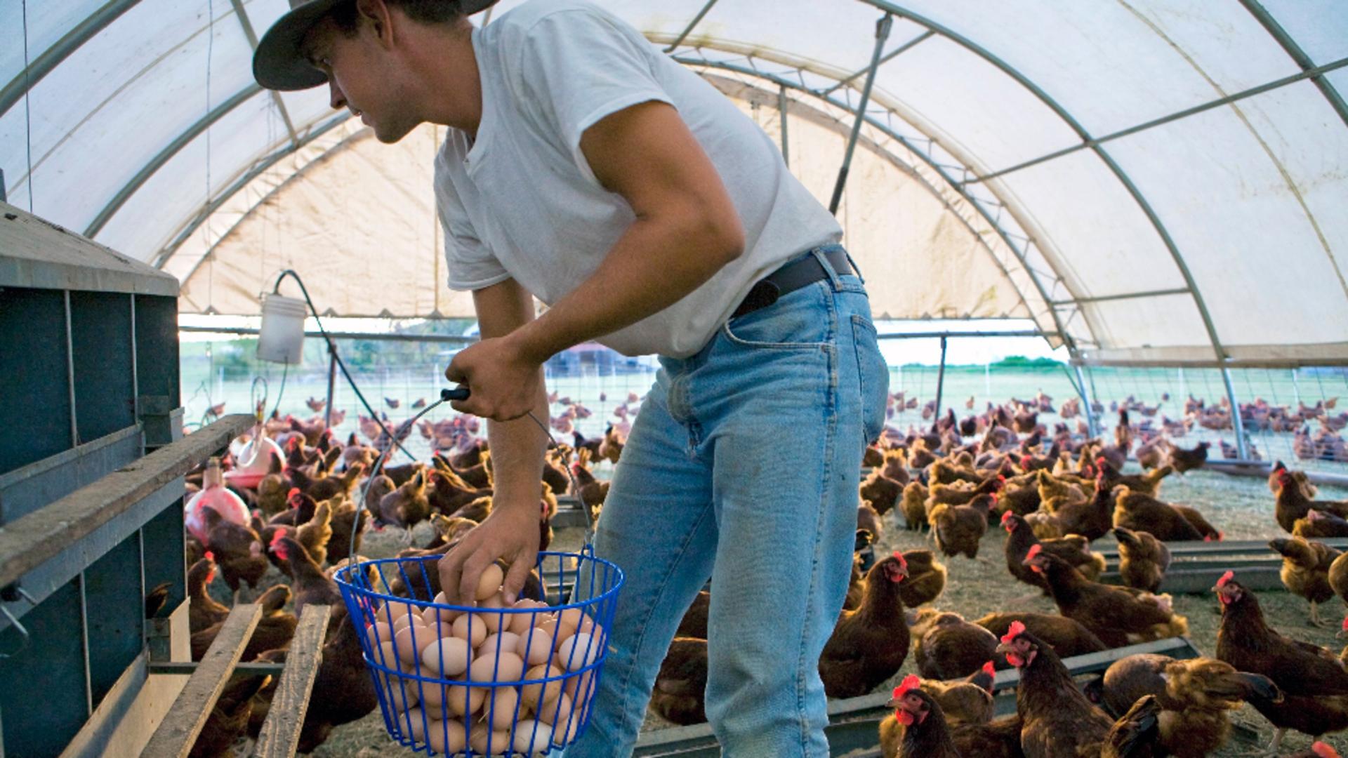 Ouăle și carnea de pui din UE, controlate să nu aibă Salmonella. Foto/Profimedia