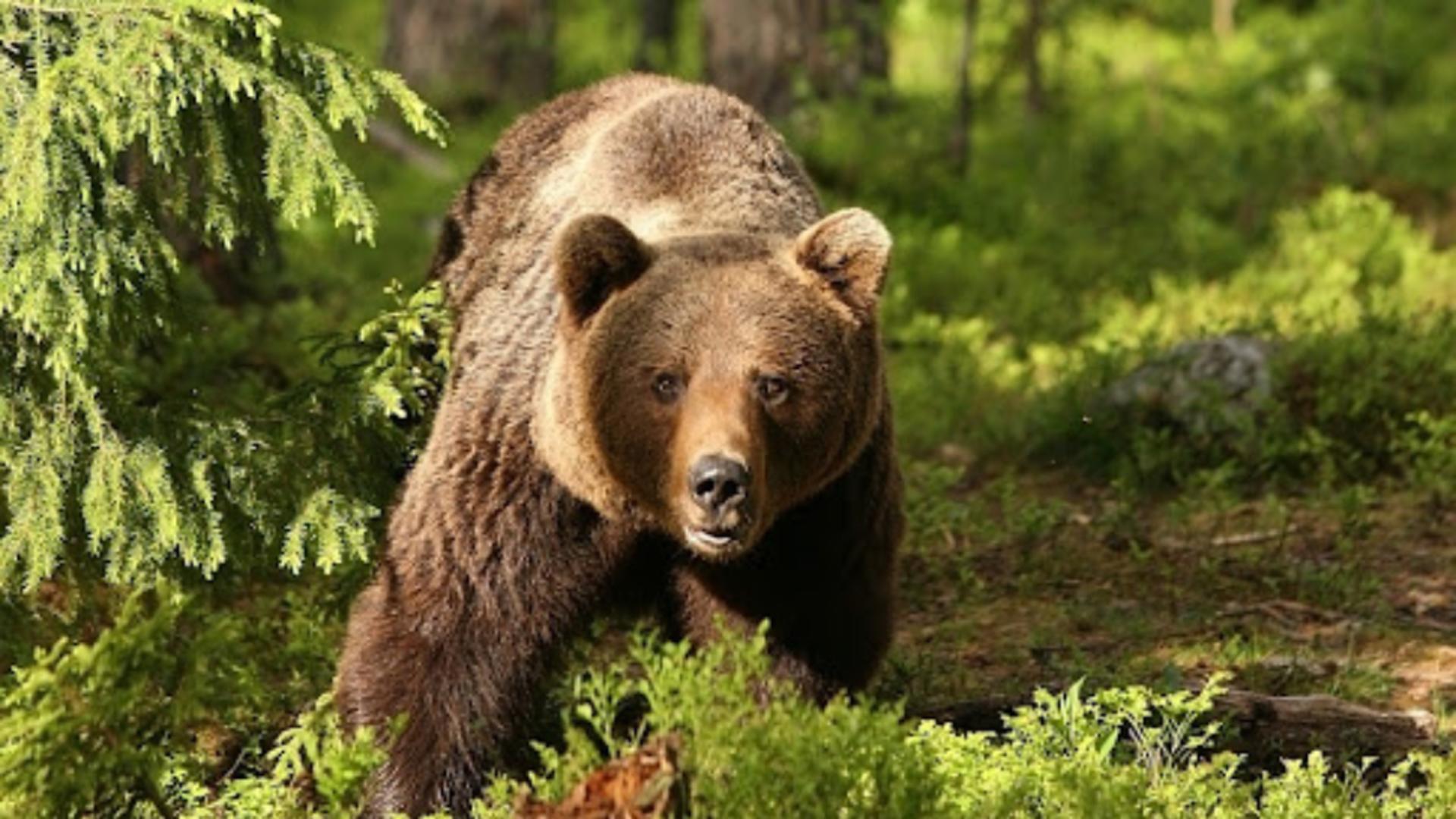Urs brun (foto: arhiva)