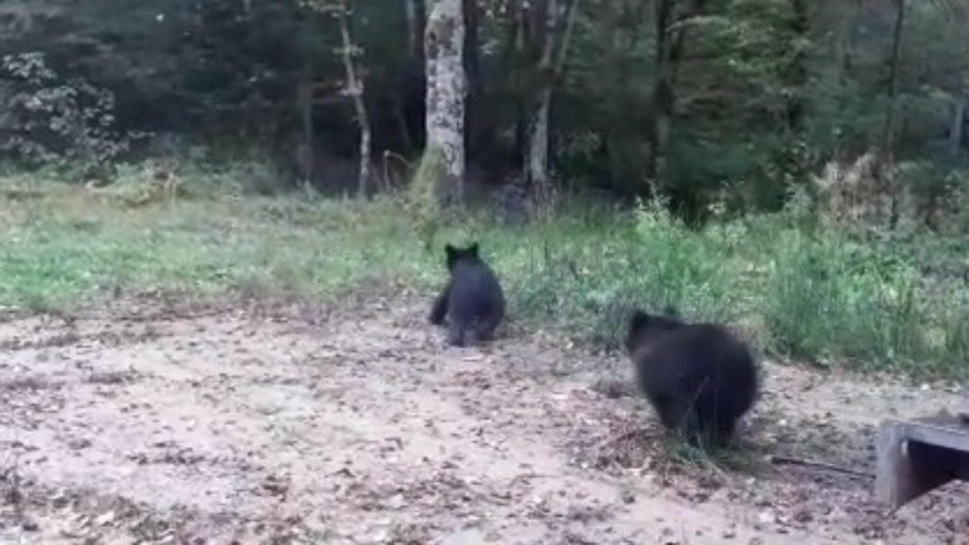 O ursoaică și puii săi, relocați în Brașov Foto: captură TV