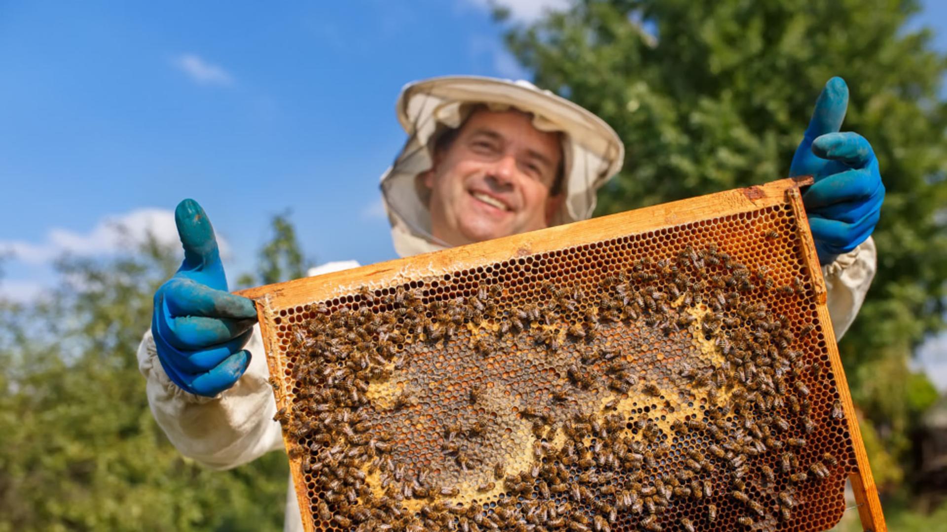 Schema de ajutor pentru apicultori a fost aprobată 