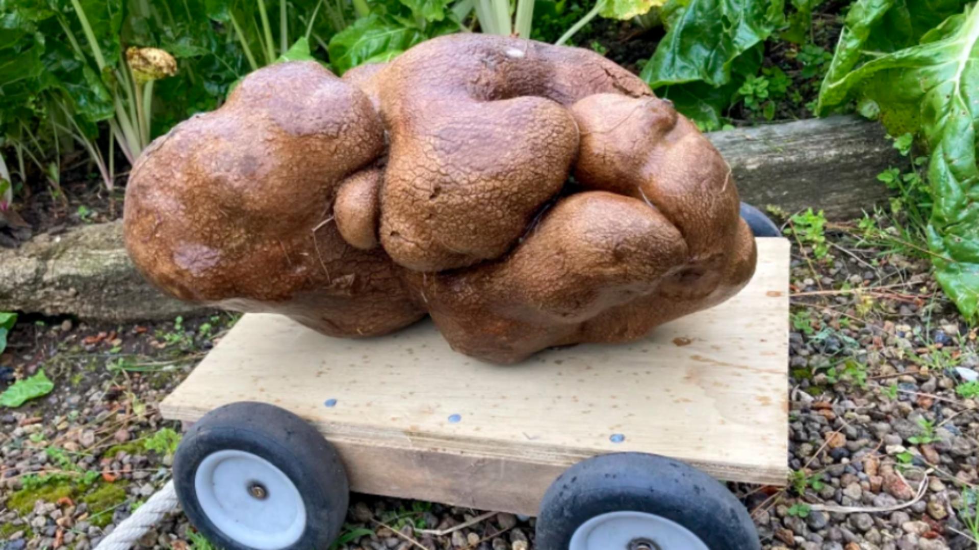 Cartof uriaș, descoperit în Noua Zeelandă
