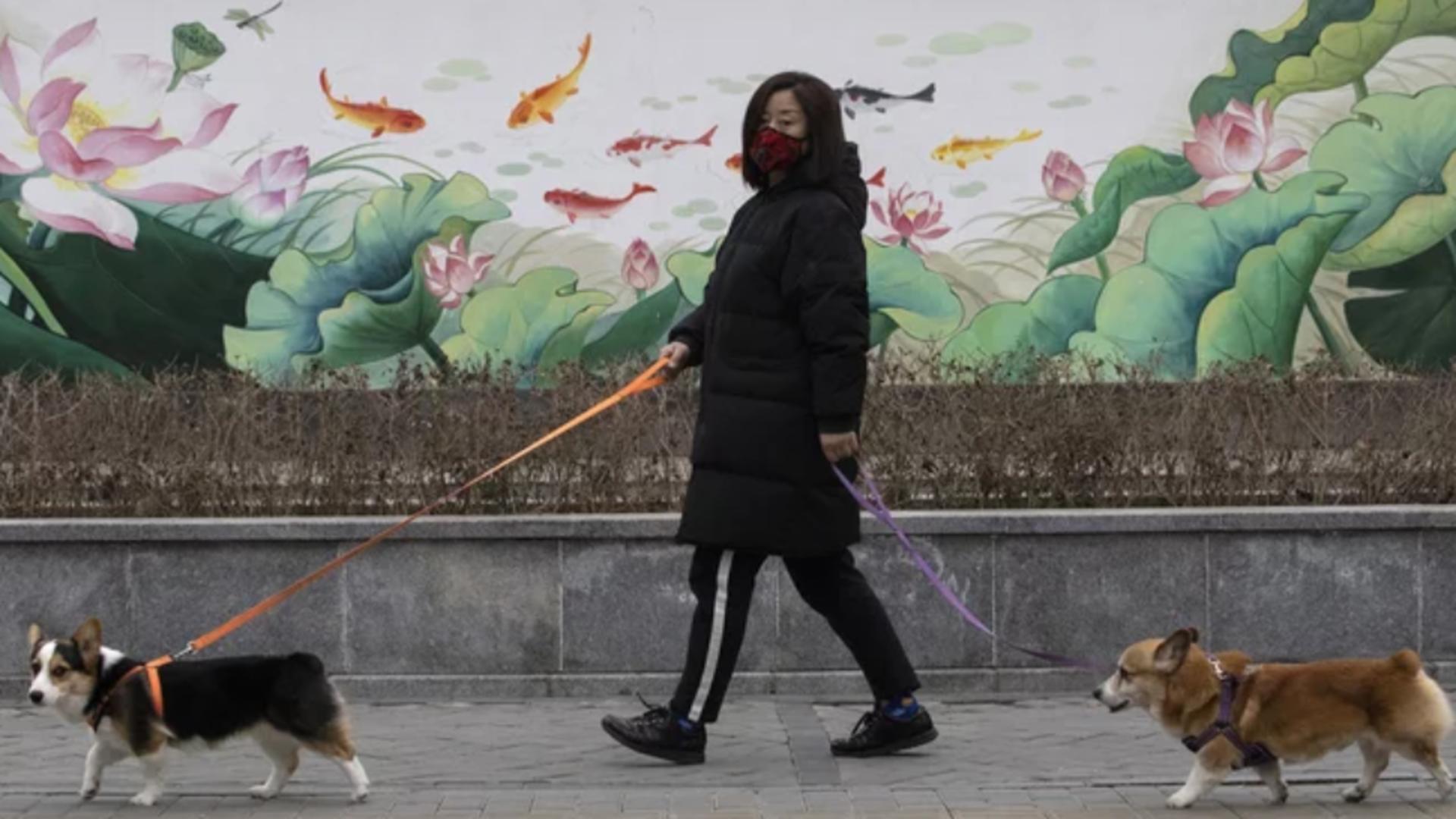 Caini la plimbare în China FOTO: Profimedia
