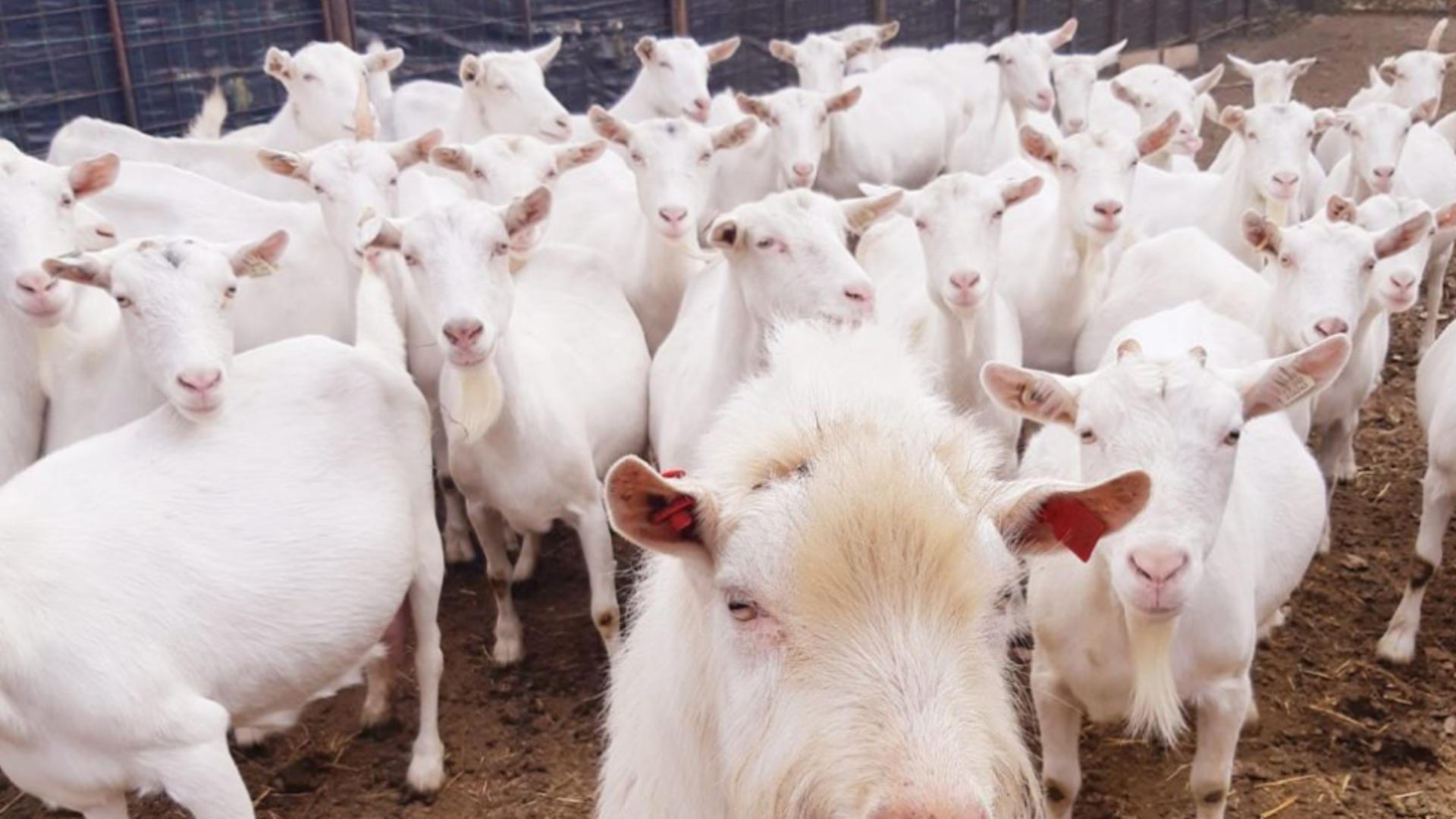 Afacere de succes cu lapte de capră, în Iași, la numai de 30 de ani
