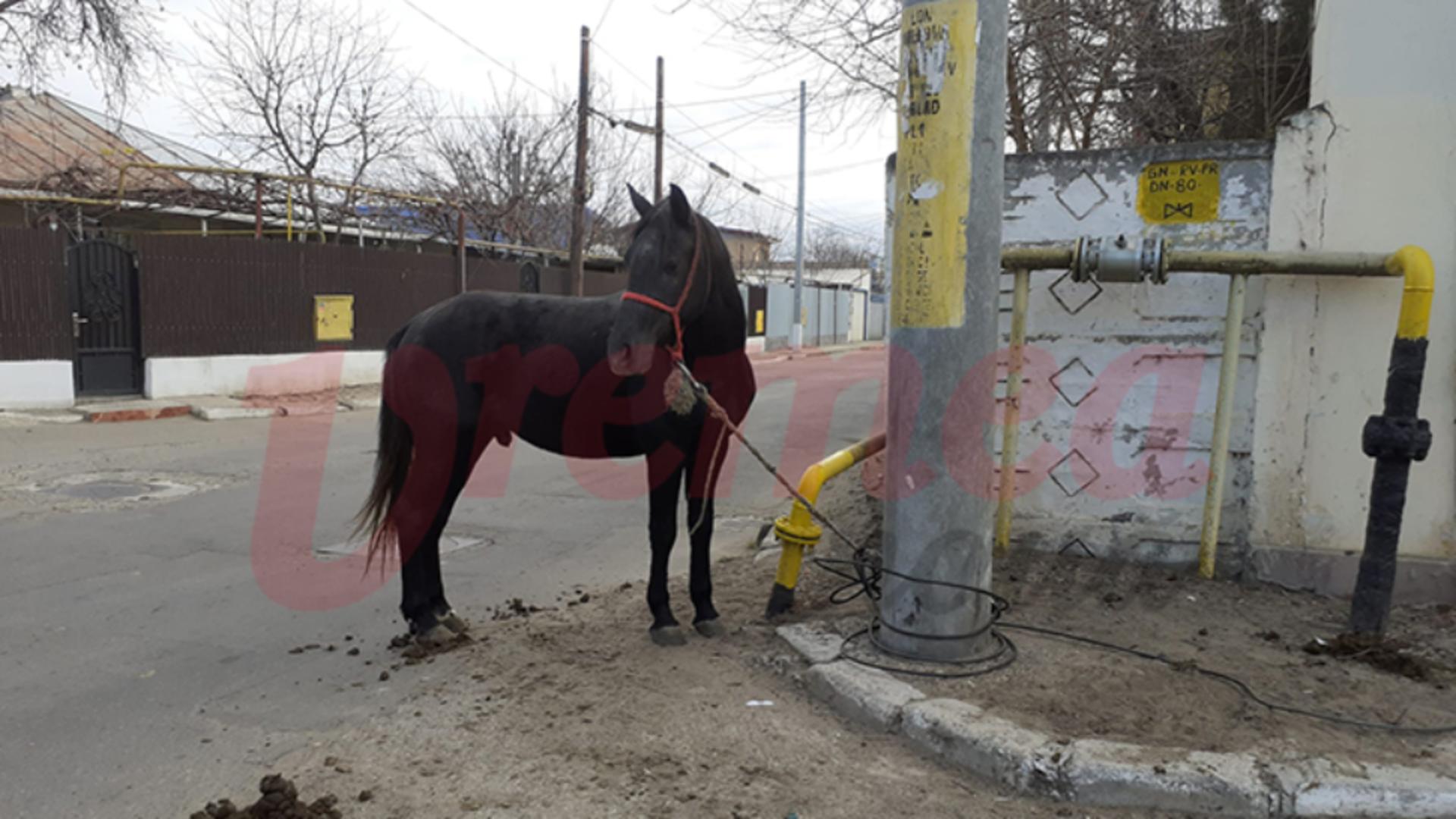 Cal abandonat pe străzile din Bârlad, salvat de polițiști și de jurnaliști