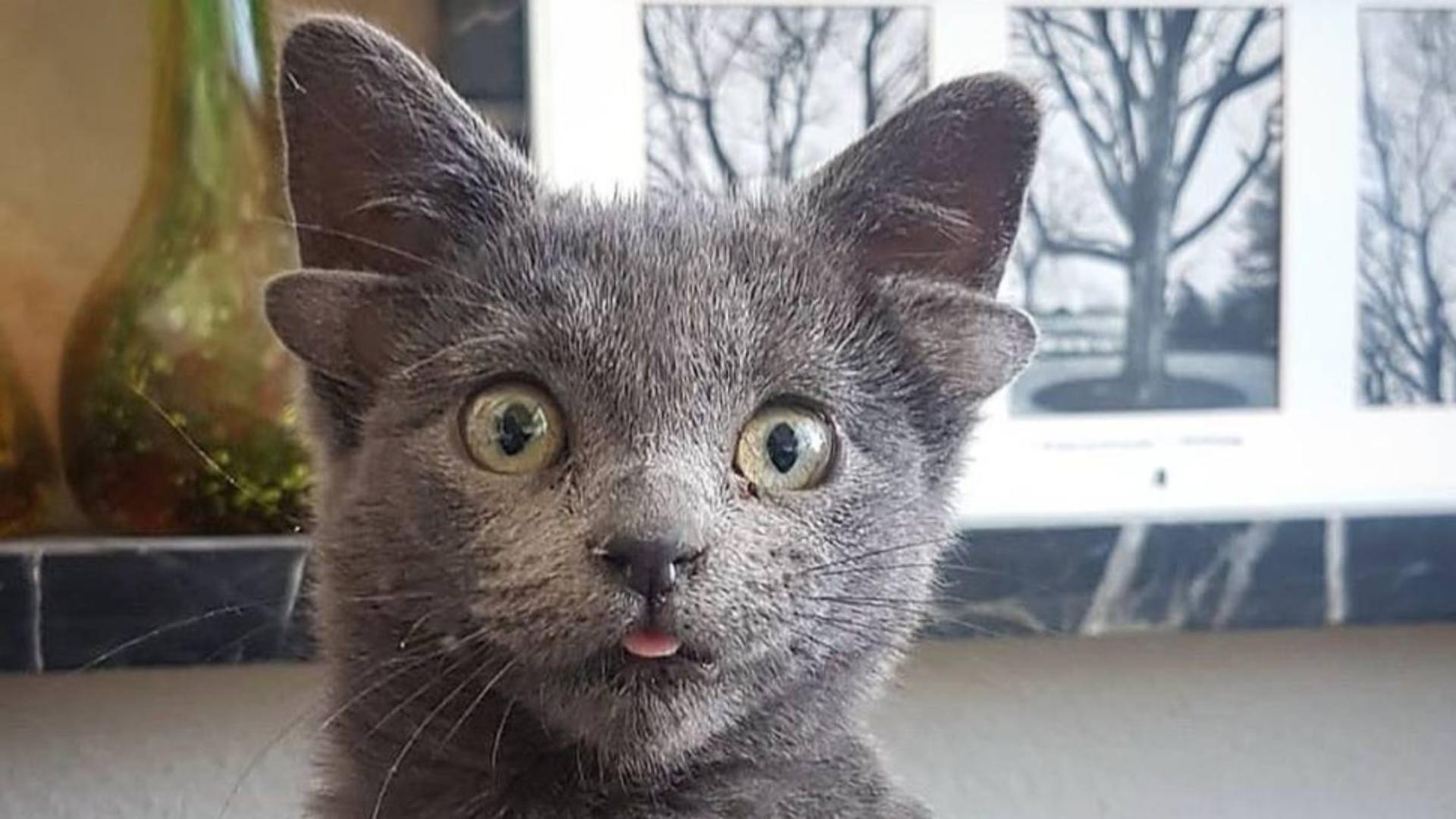 O pisicuță cu 4 urechi face senzație pe internet 