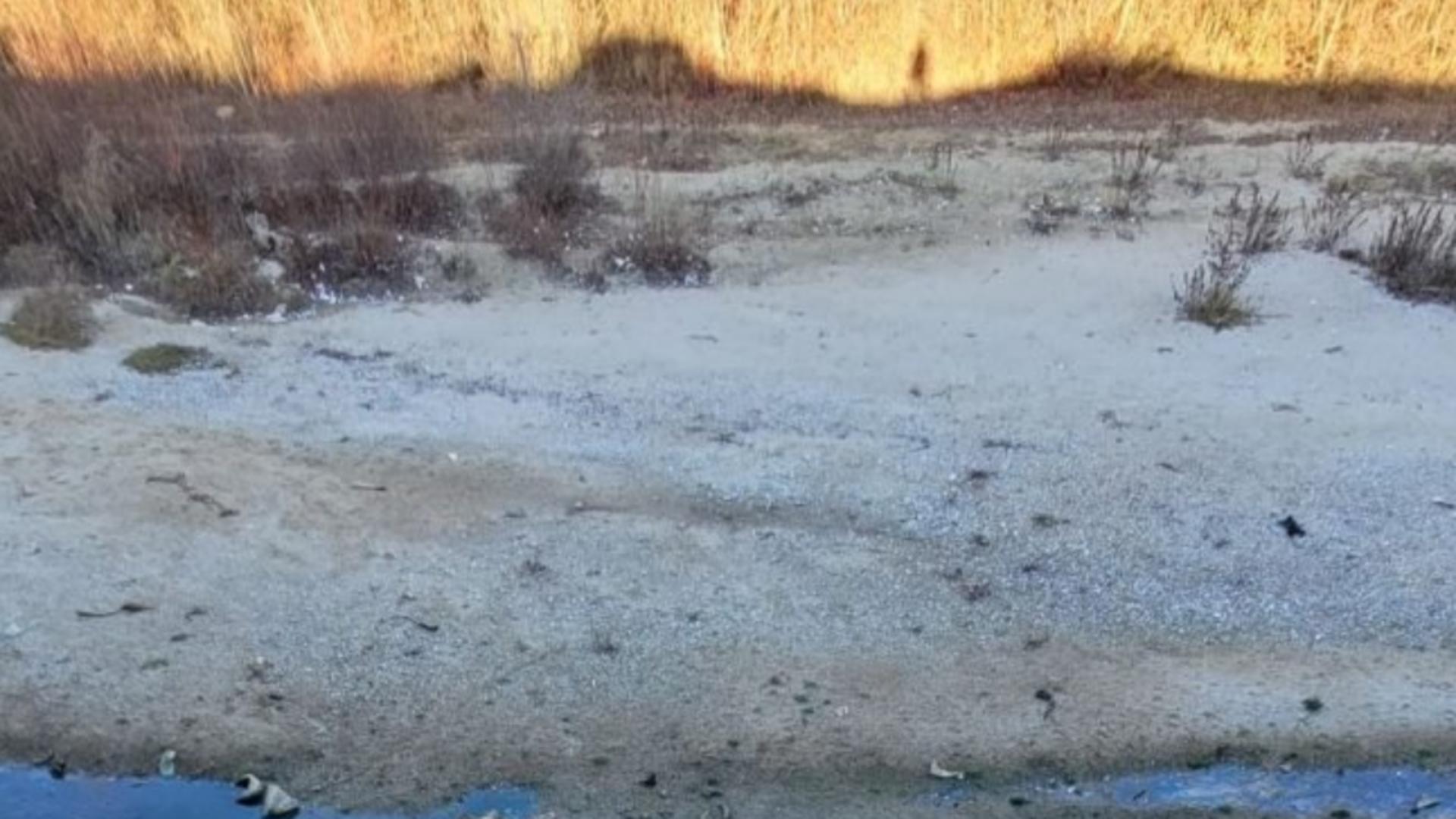 DEZASTRU ecologic în județul Argeș - ZECI de animale moarte în râul ce trece printre case Foto: Captură TV