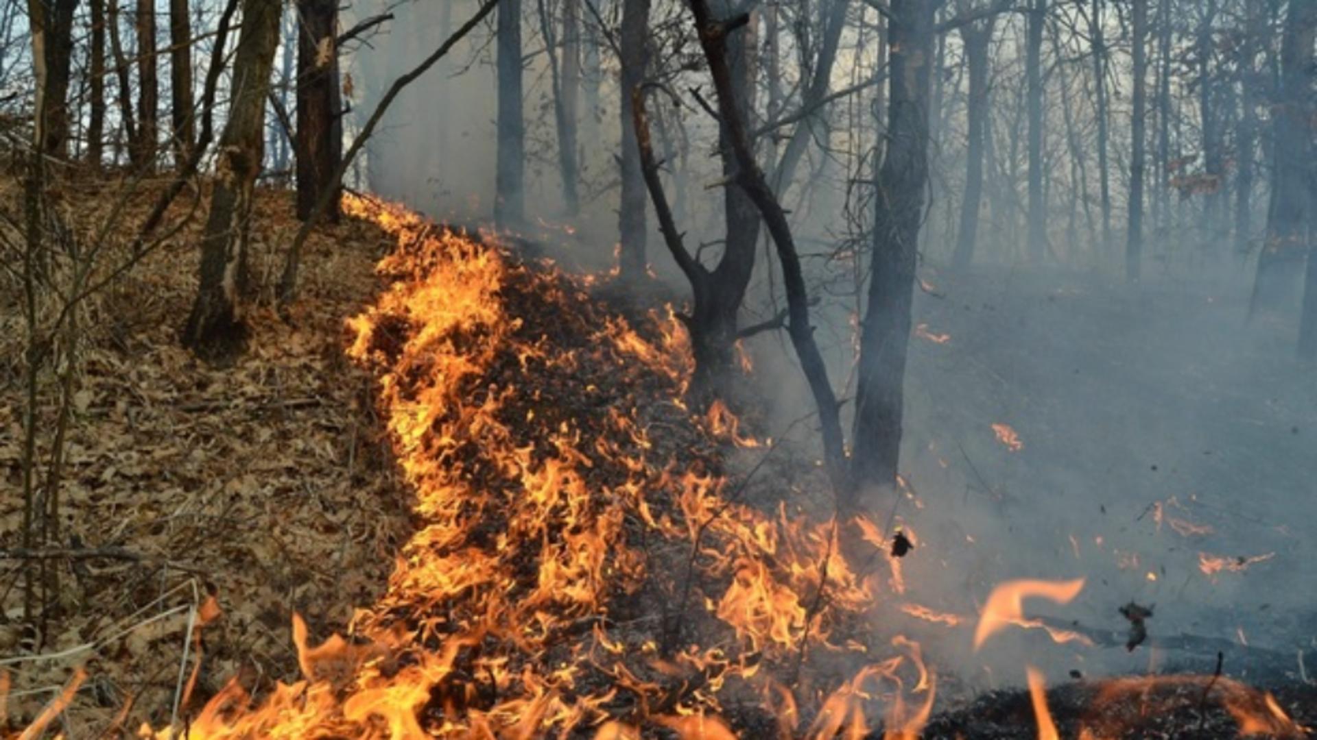 Pădurea Oituz arde de 5 zile: intervenție riscantă, terenul e plin de MUNIȚIE