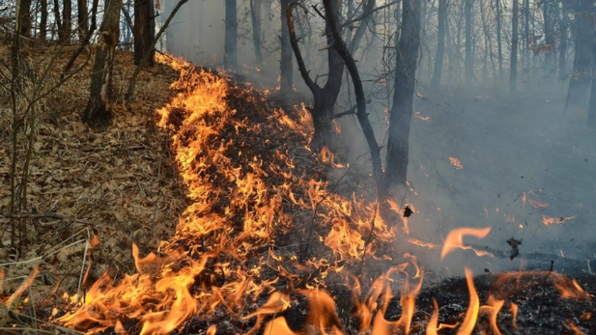 Incendiu puternic la Oituz: pădurea a luat foc