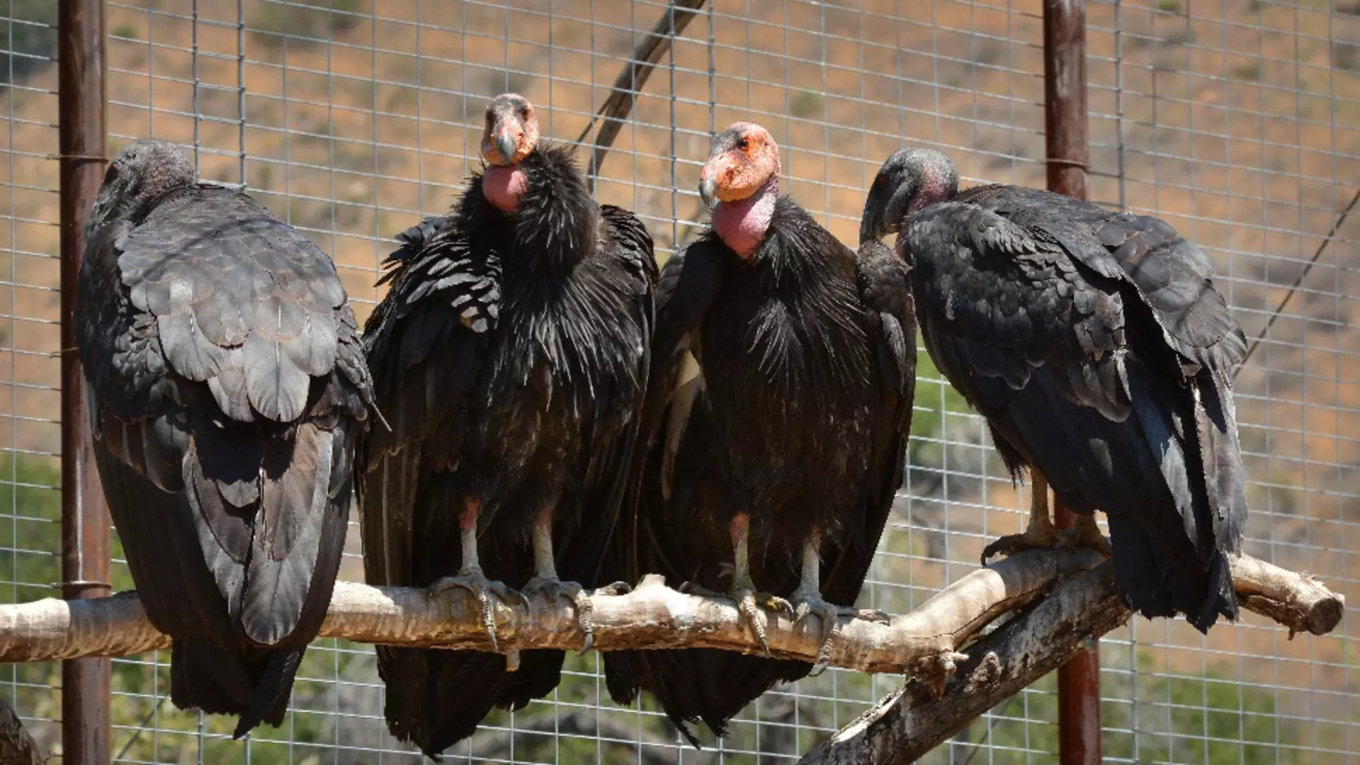 Condor californian / Foto: Profi Media