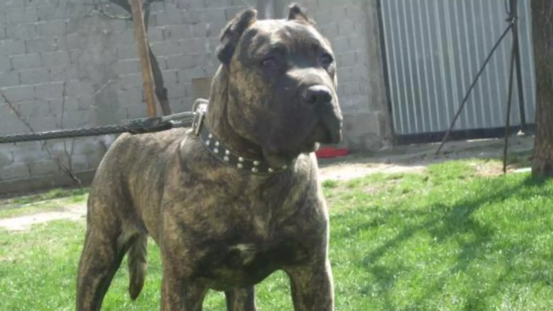 Lăsat fără suflare după ce a fost mușcat de cap de câinele familiei