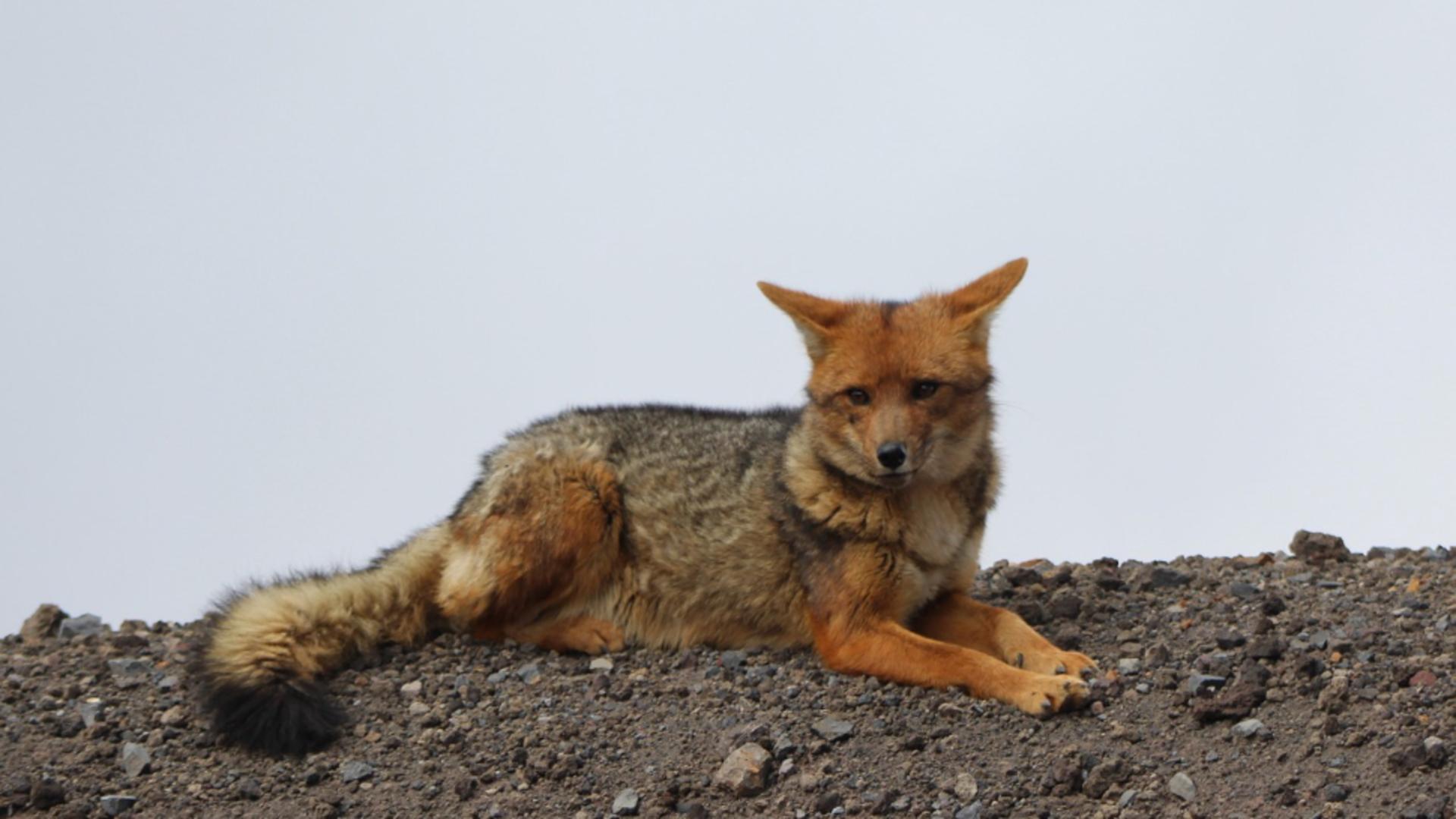 Urgență în Satu Mare: Al doilea focar de rabie la vulpe declanșează mesaje RO-ALERT