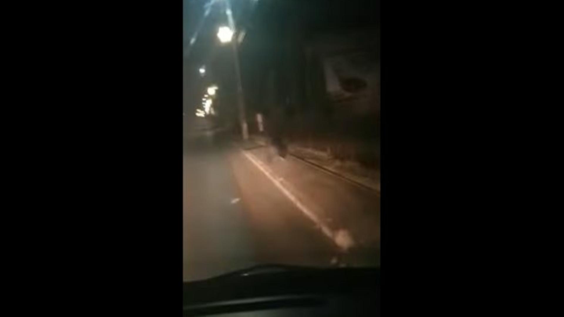Urs, pe străzi / Captură video