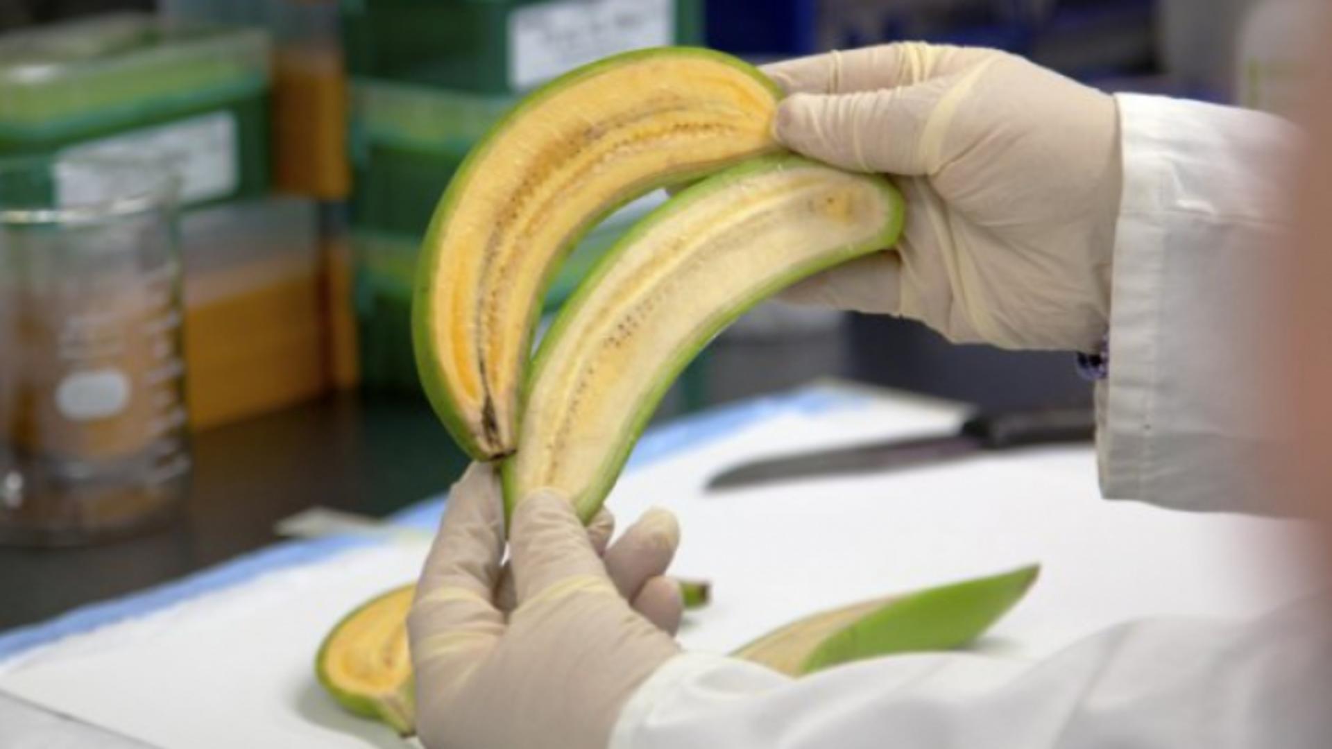 Aceste banane ar putea salva viețile a sute de mii de copii