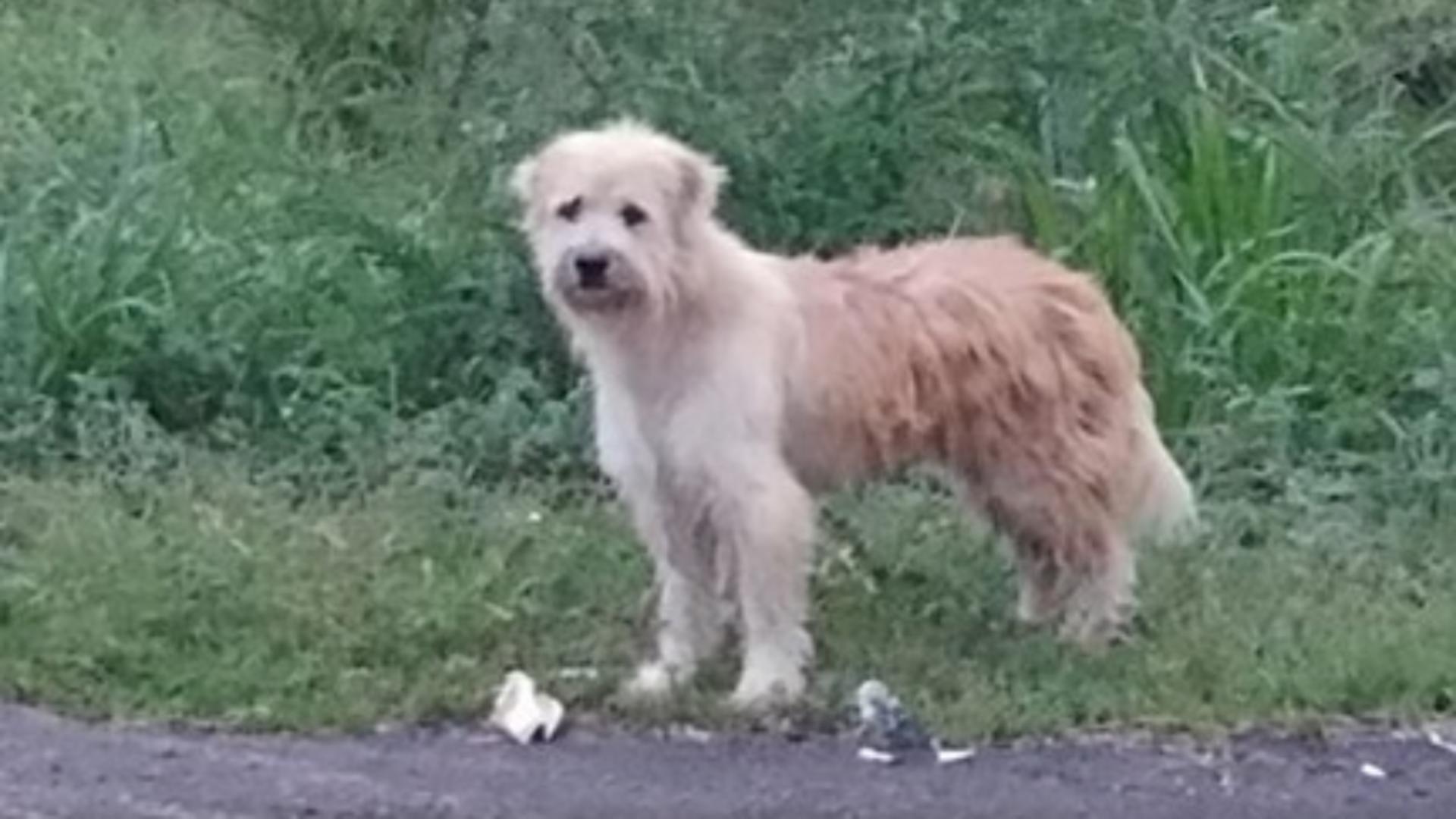 Un câine pierdut și-a așteptat stăpânii să se întoarcă, în același loc, timp de 4 ani