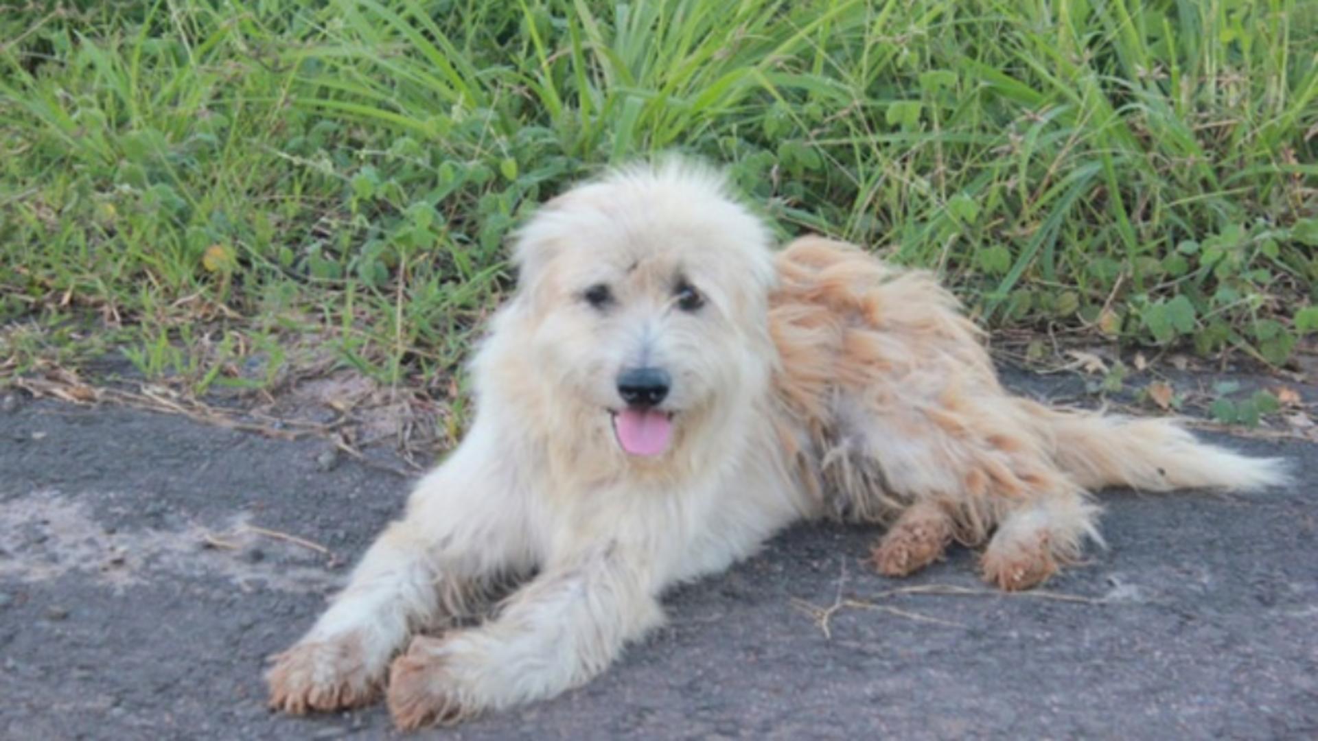 Un câine pierdut și-a așteptat stăpânii să se întoarcă, în același loc, timp de 4 ani