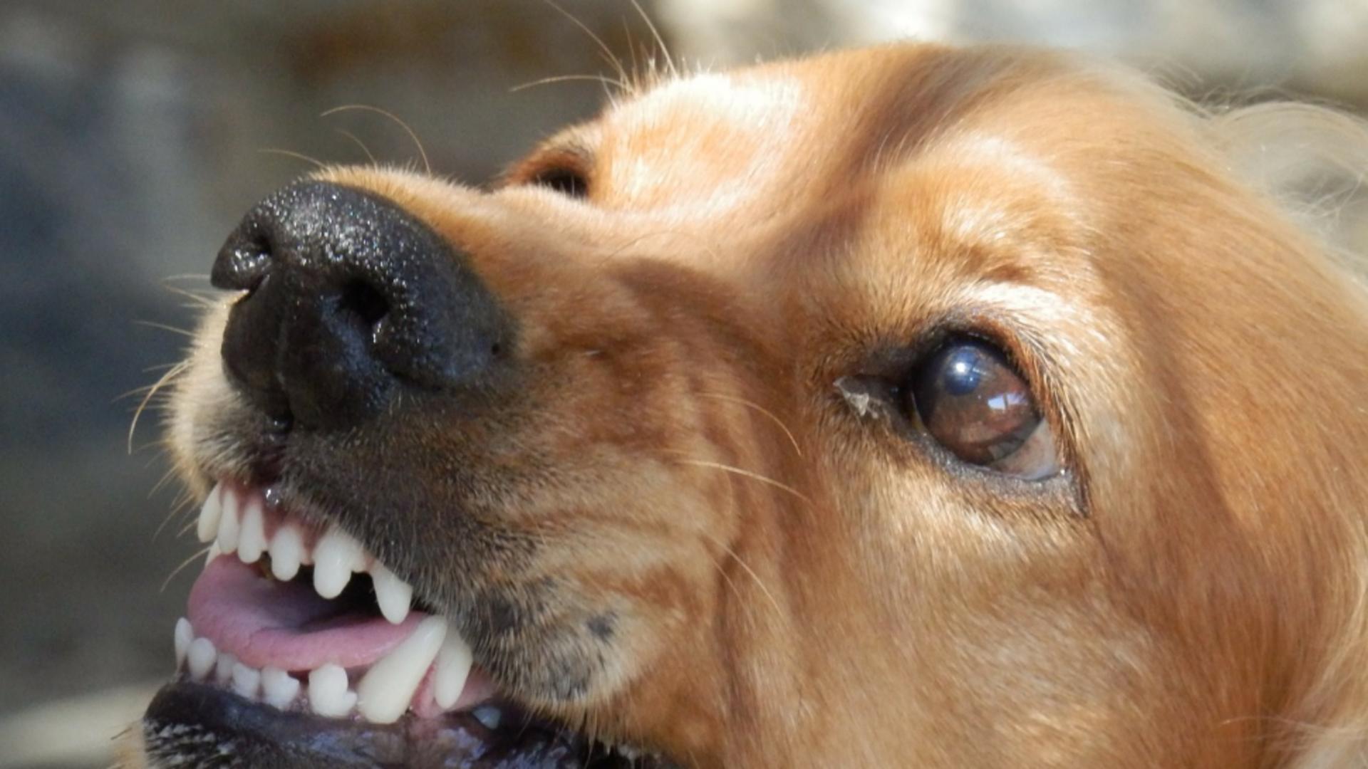 Câine furios (foto ilustrativ)