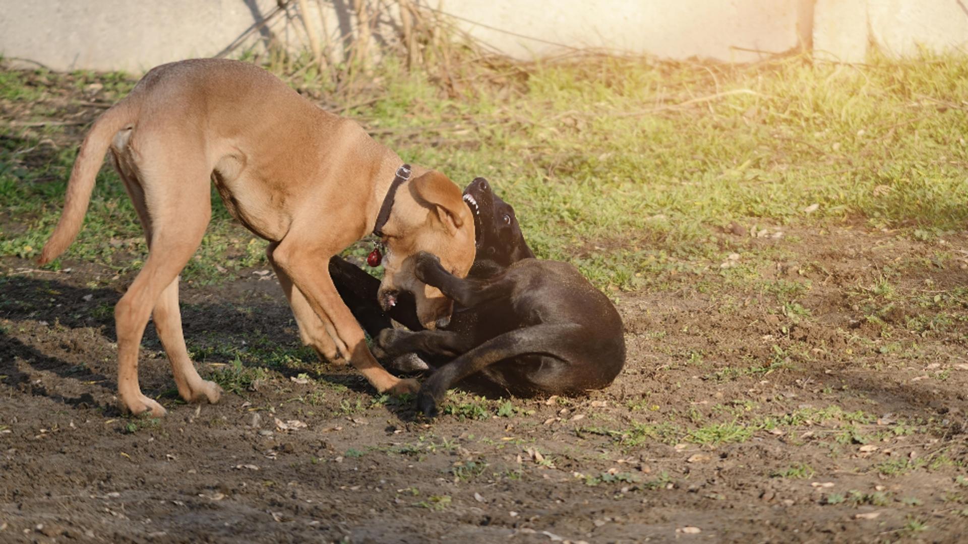 Un câine agresiv a ucis mai multe animale. Foto/Profimedia