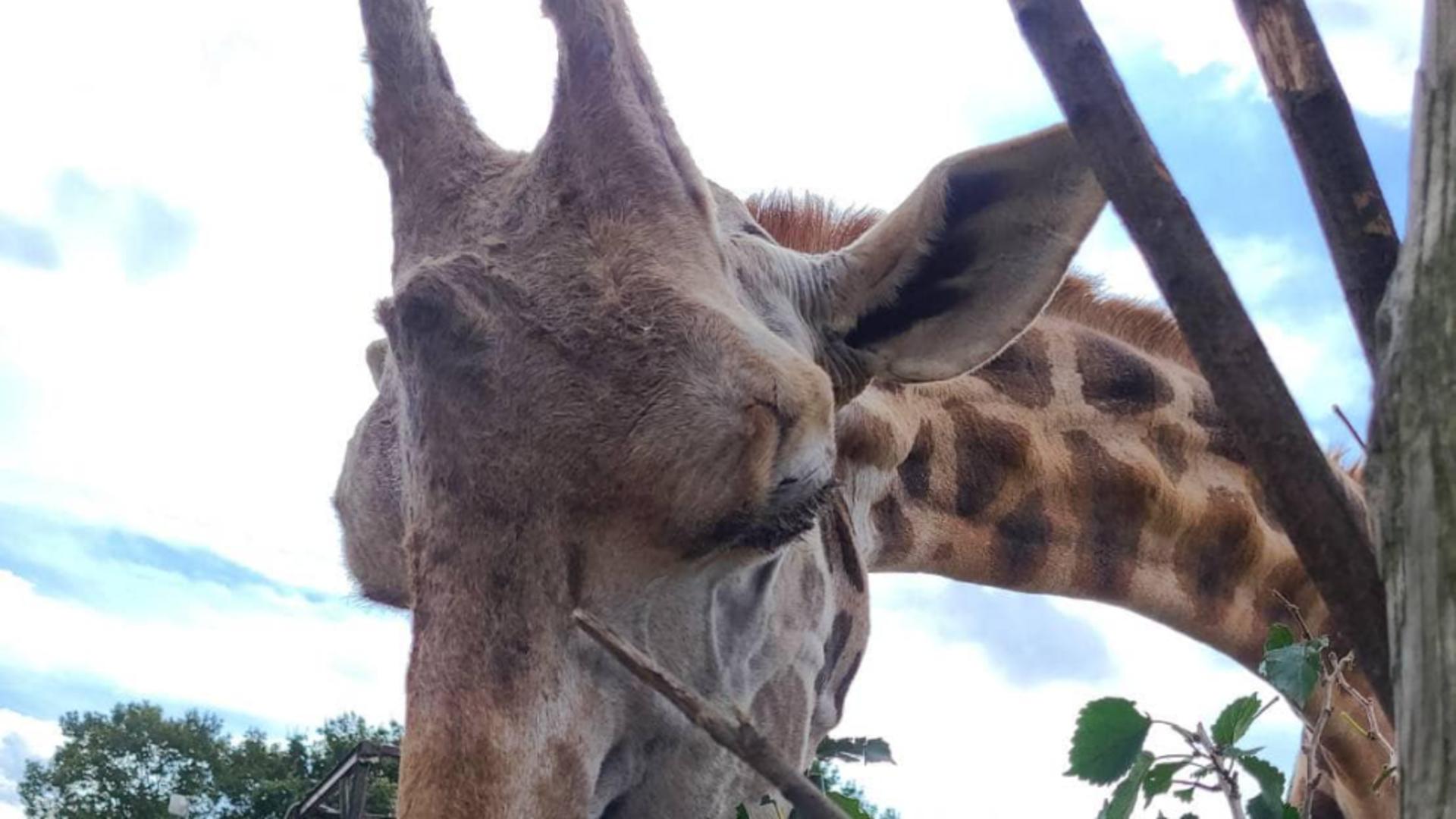 Momo, cea mai bătrână girafă a murit, în Japonia - Cum i-a cucerit pe oameni timp de 32 de ani