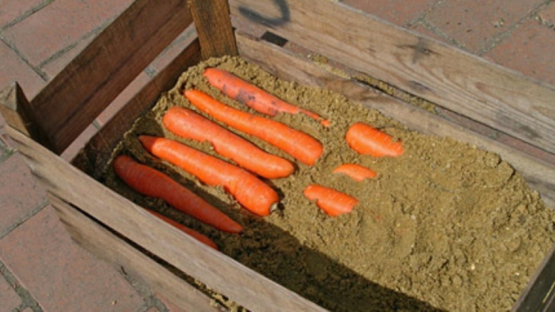 A pus câțiva morcovi într-un vas cu nisip. Rezultatul e uimitor!