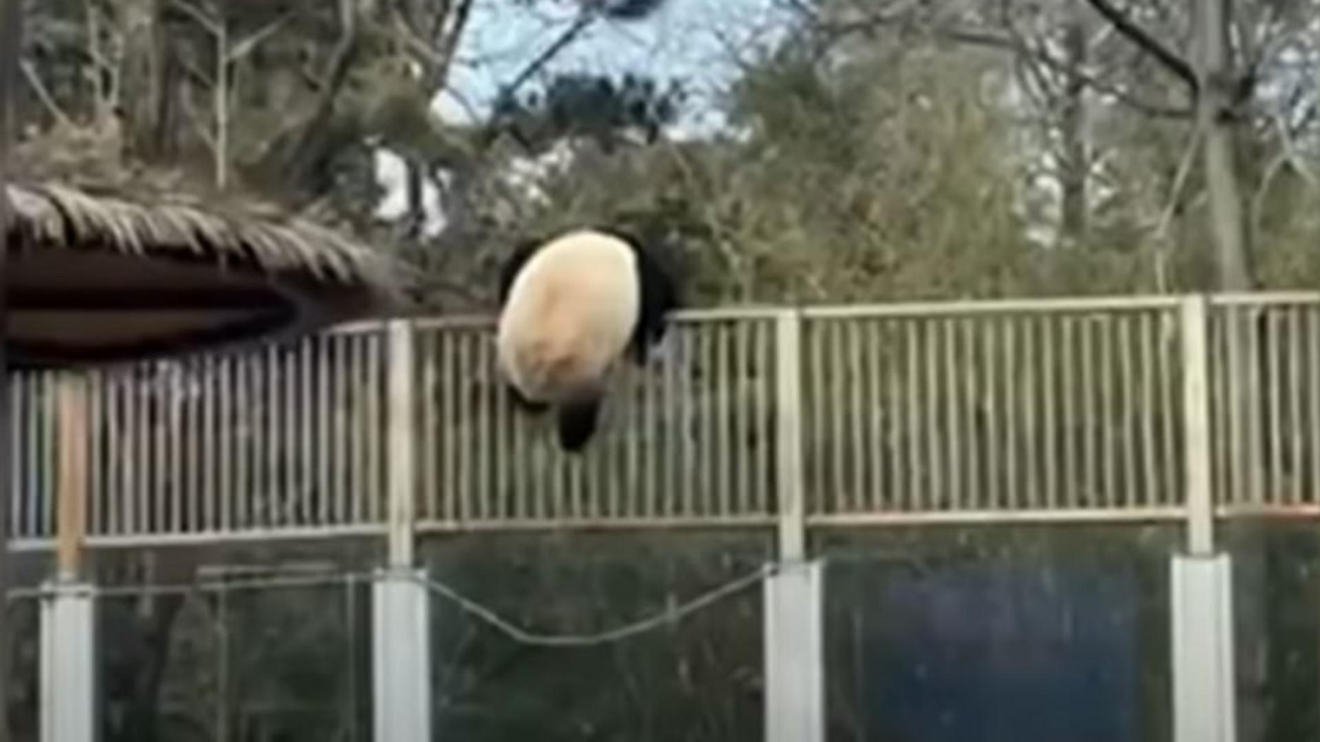 Un urs panda a evadat de la grădina zoo. Foto/Captură video