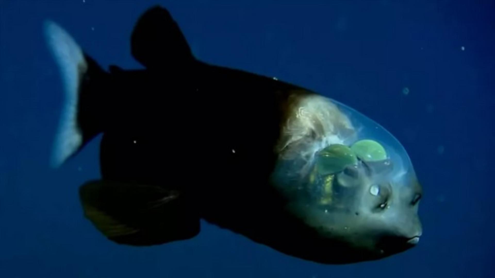 Creatura bizară din adâncurile Oceanului Pacific - peștele cu capul transparent / Foto: MBARI