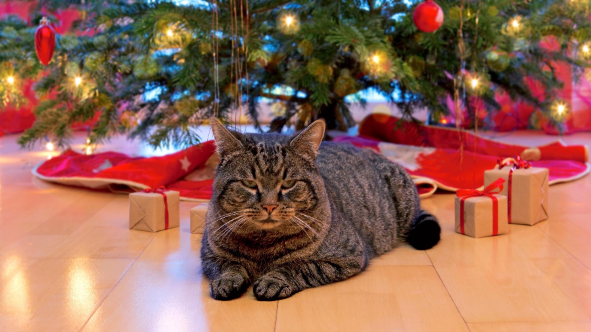 Bradul de Crăciun, atracția casei pentru pisici. Foto/Profimedia