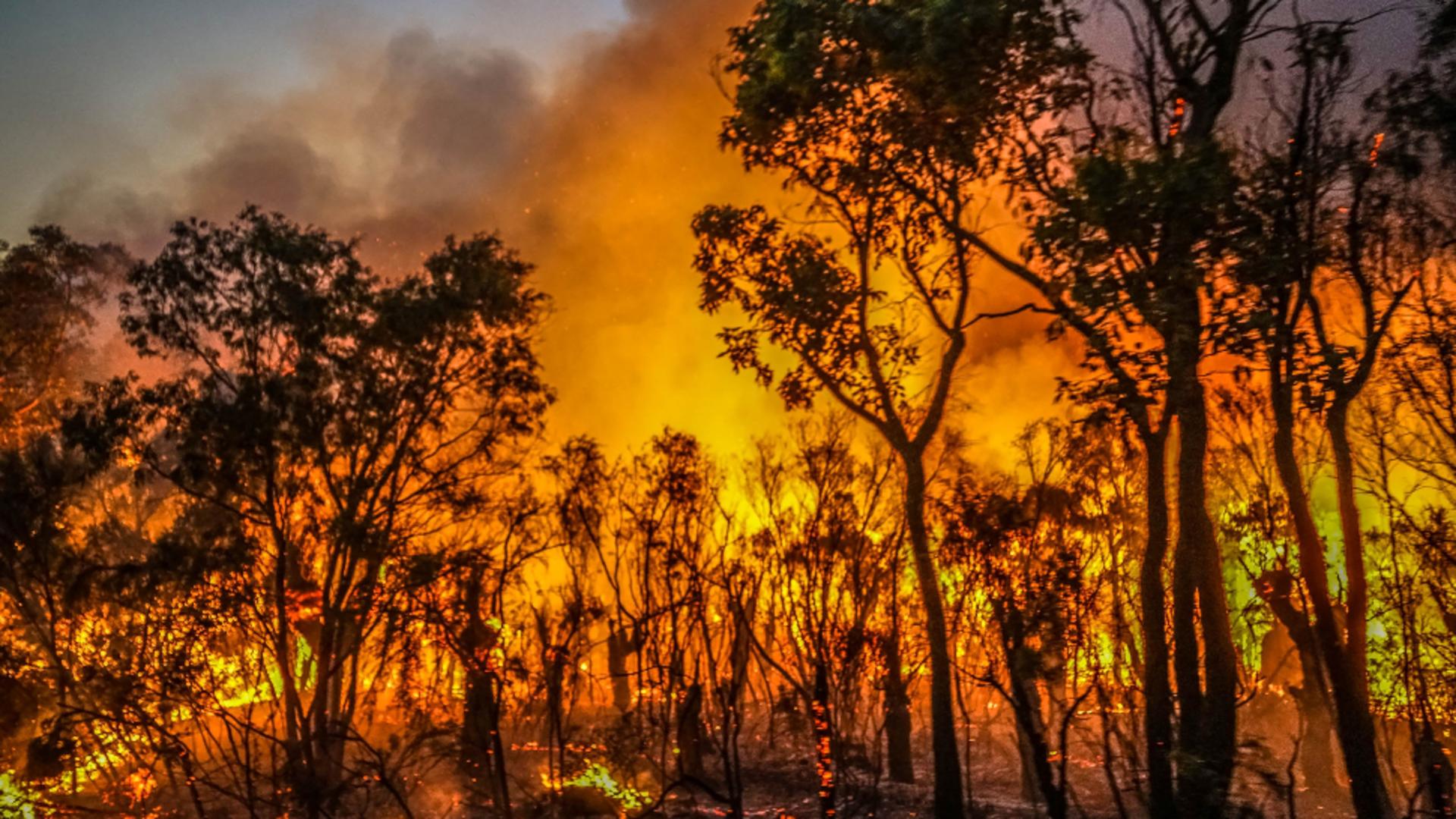 Incendiu masiv în Australia / Sursa foto: Profi Media