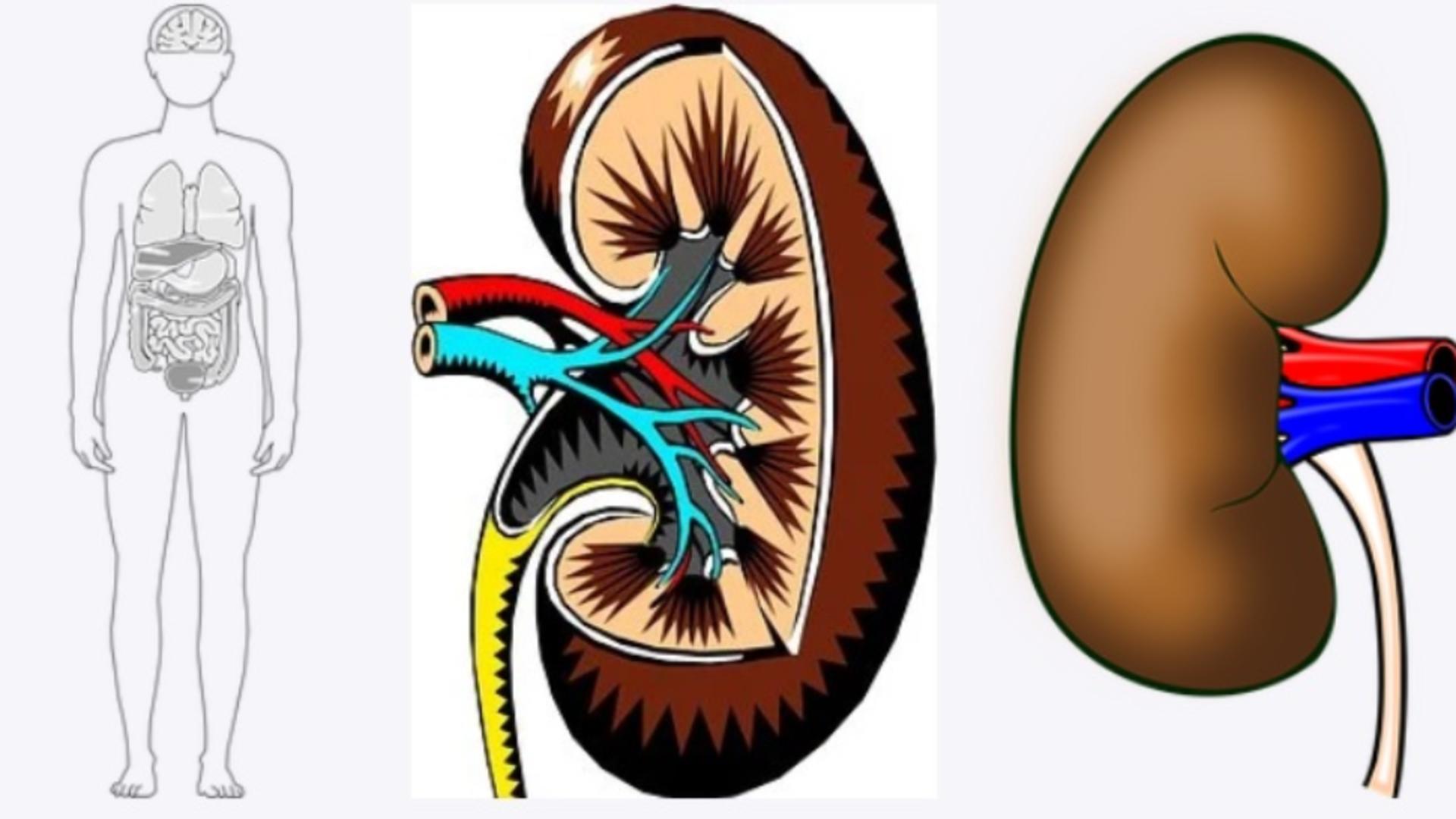Cele două alimente pe care TREBUIE să le scoți din dietă în cazul afecțiunilor de rinichi 
